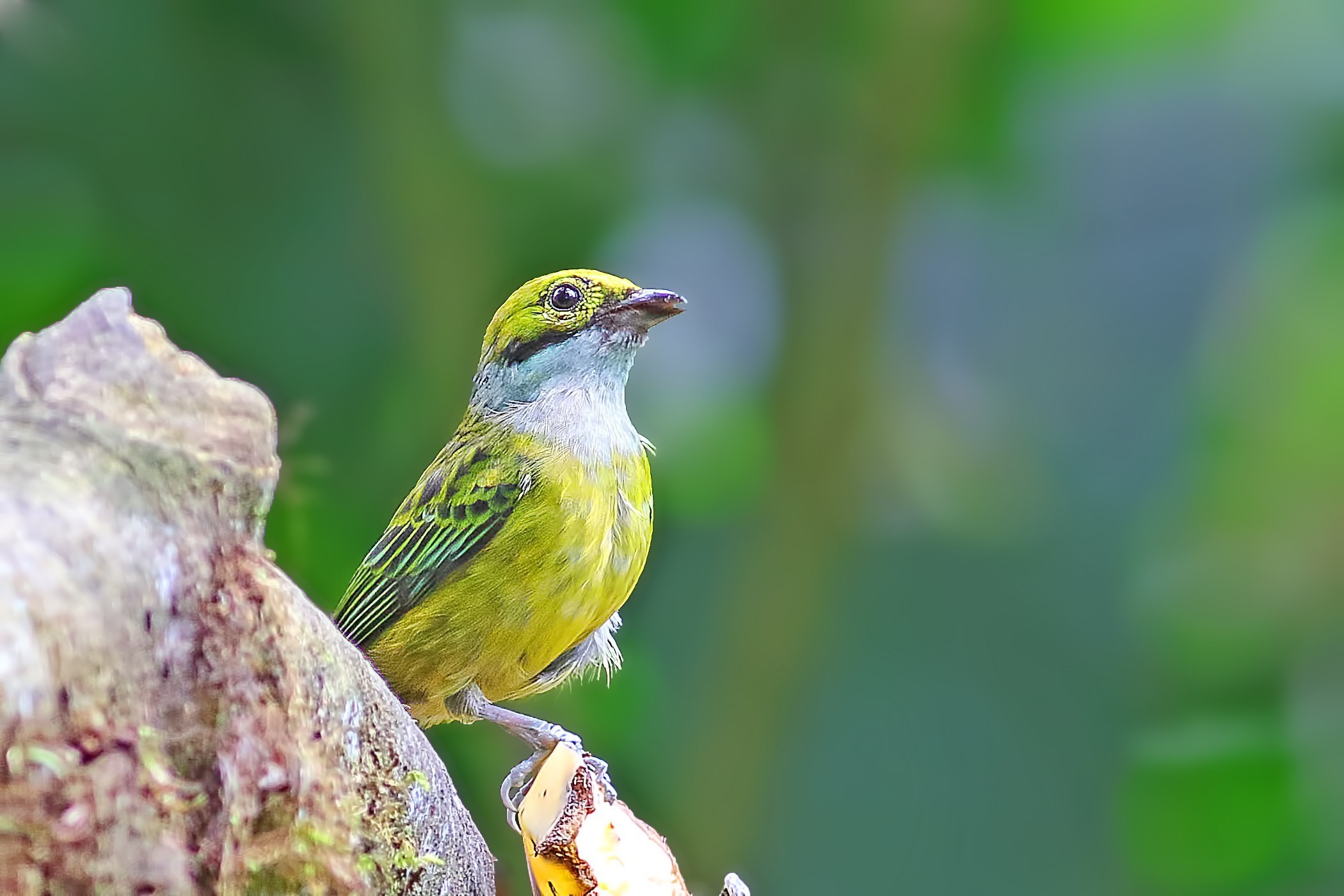 Silver-throated Tanager