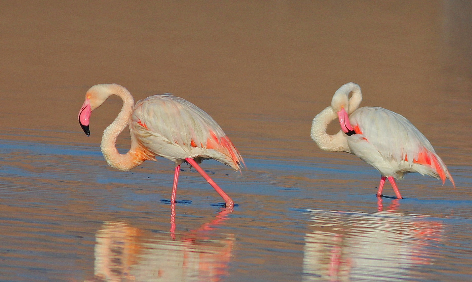 Flamingo