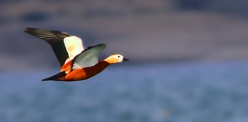 Angıt