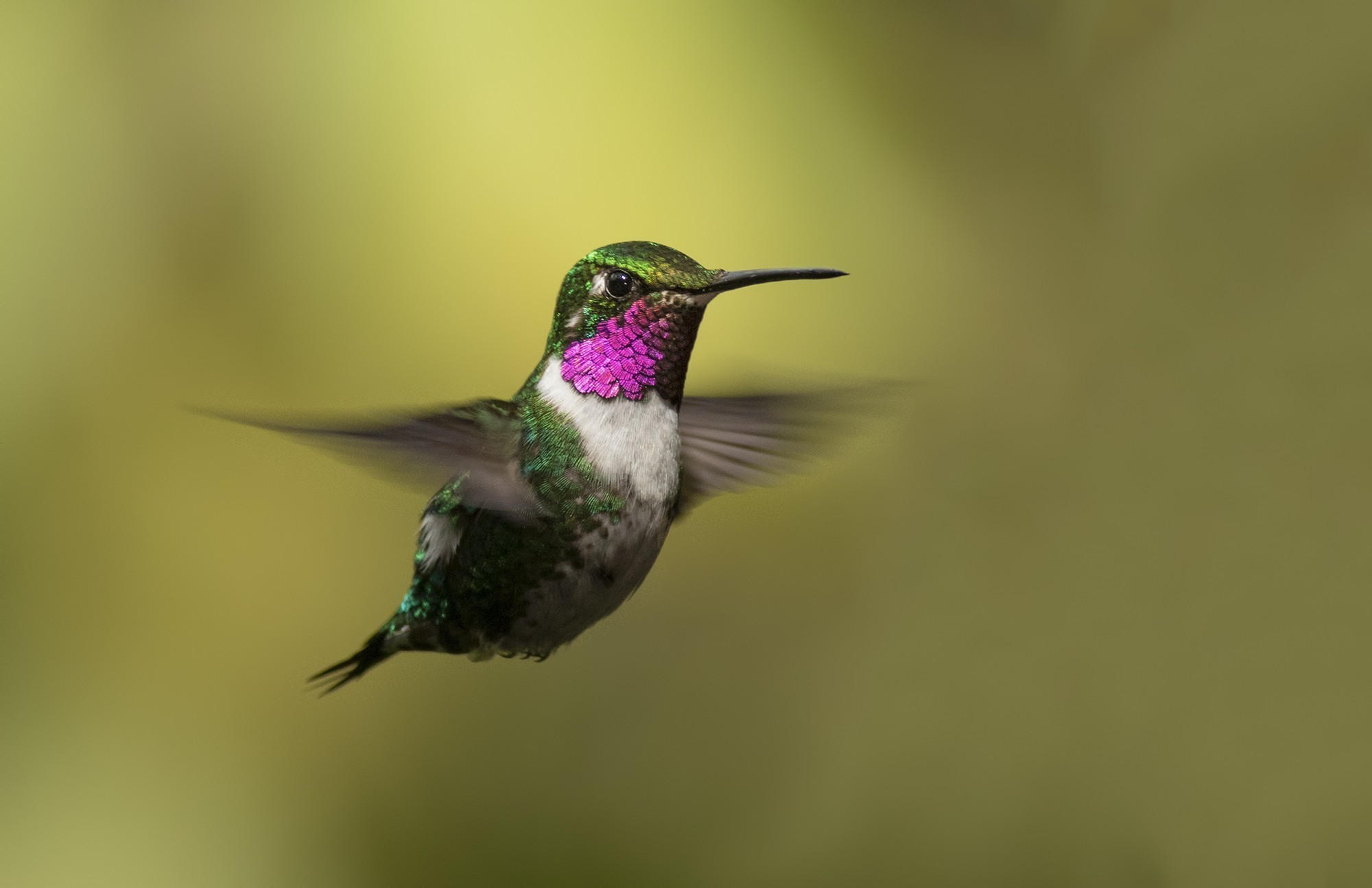 White-bellied Woodstar — Ana fotoğraf