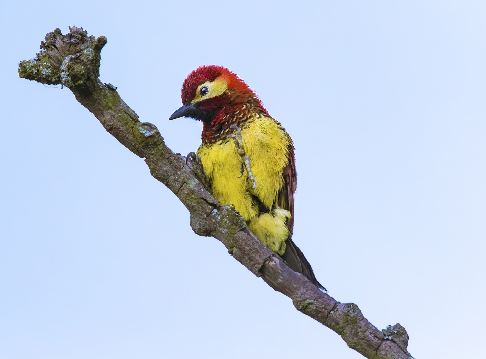 Crimson-mantled Woodpecker
