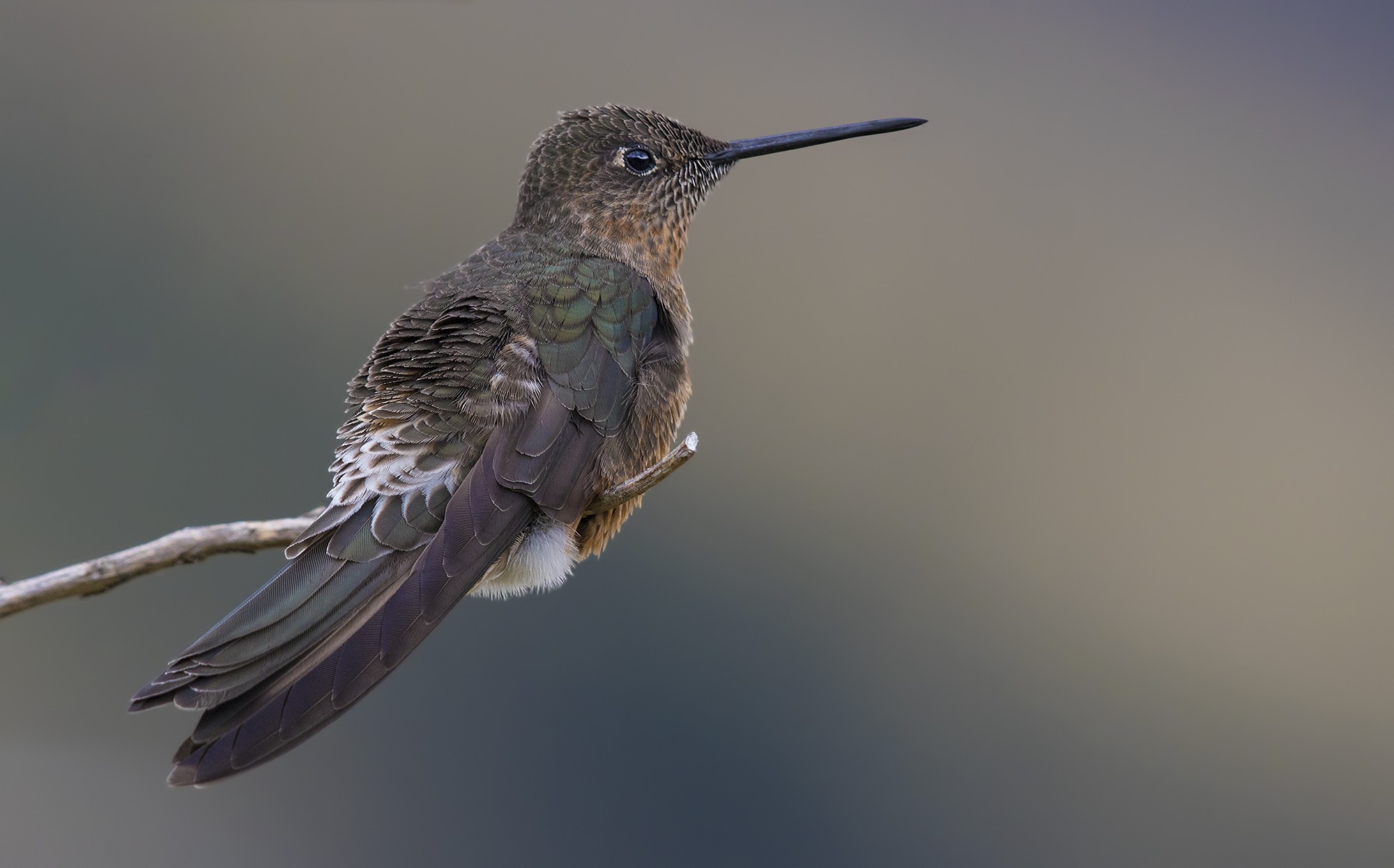 Giant Hummingbird