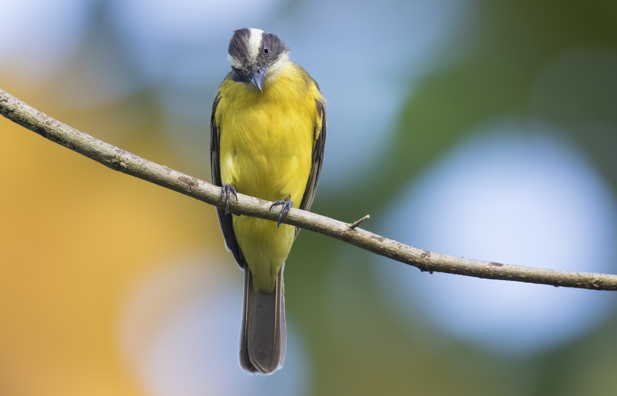 Great Kiskadee