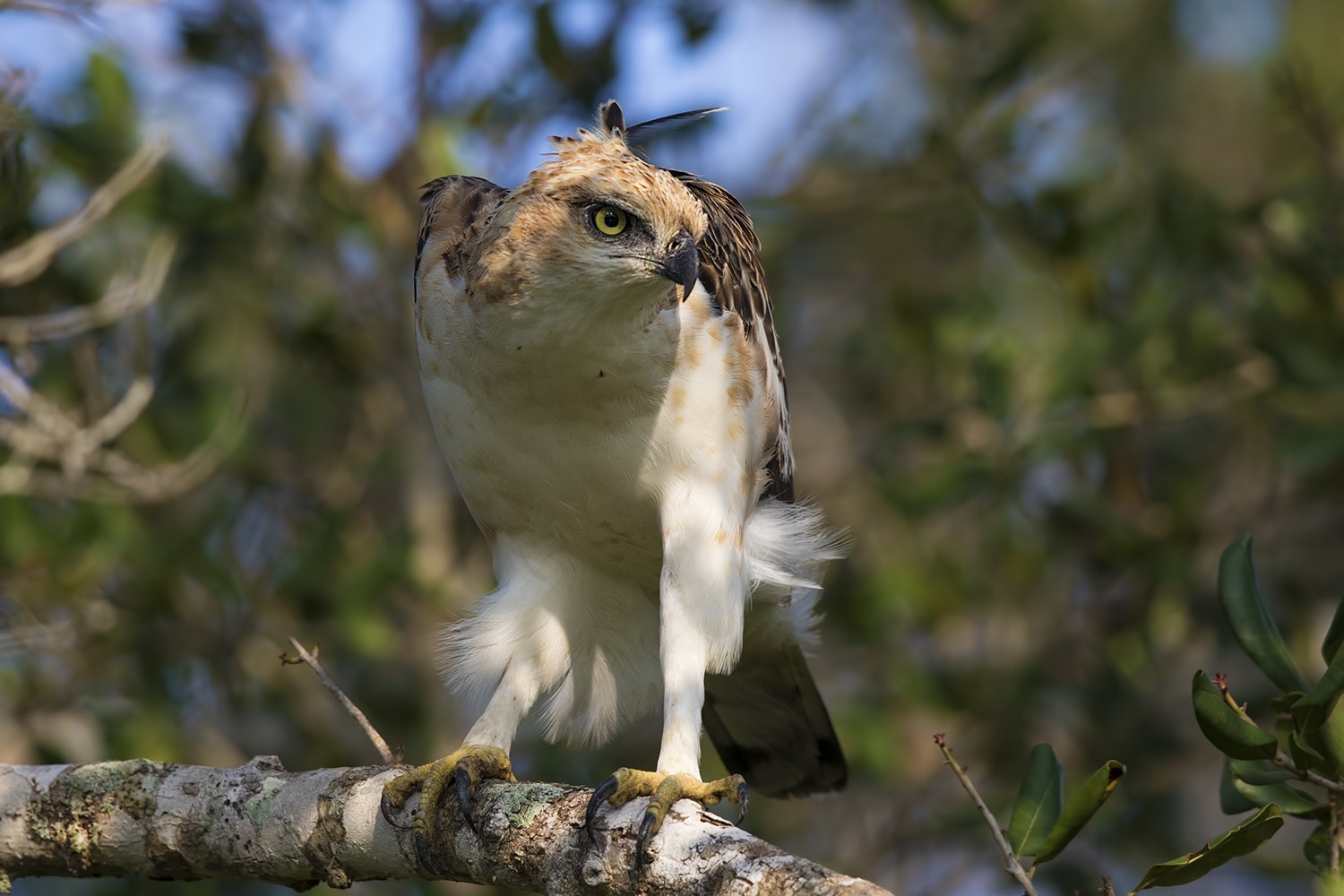 Changeable Hawk-eagle