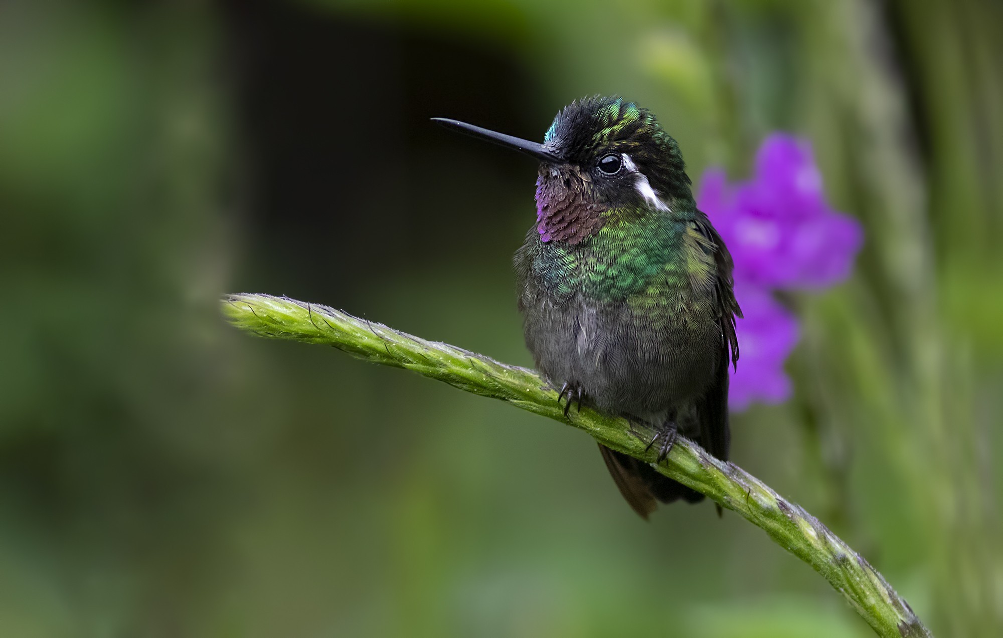 Purple-throated Mountain-gem