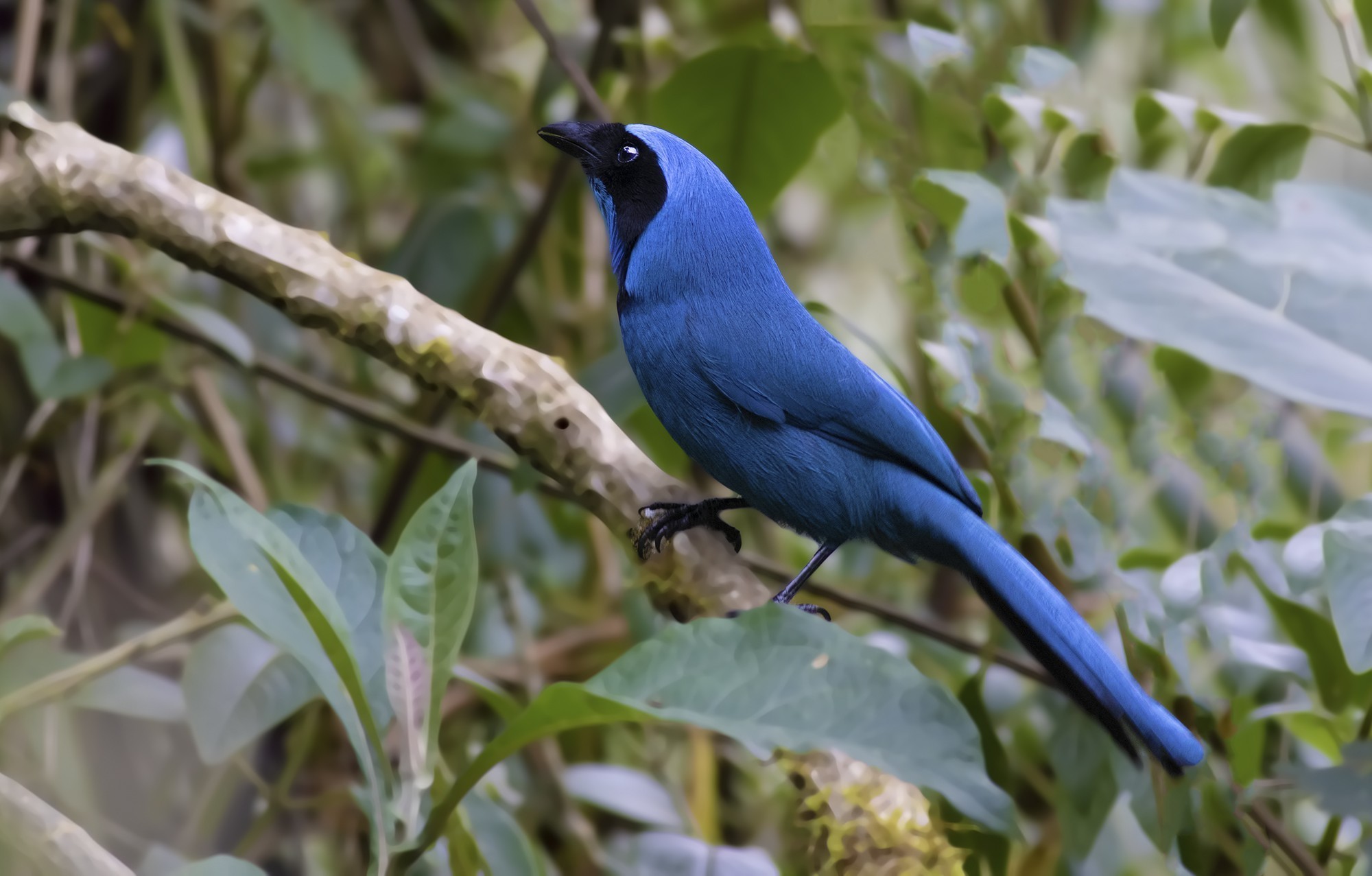 Turquoise Jay