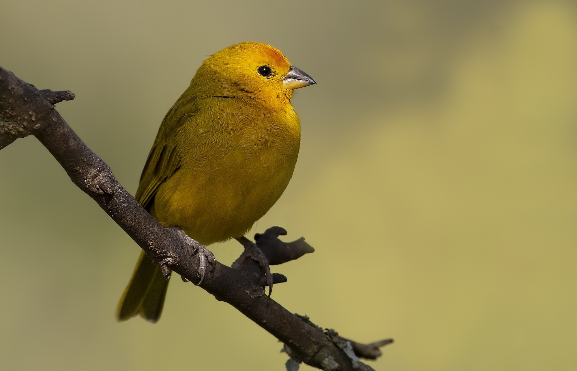 Saffron Finch — Ana fotoğraf