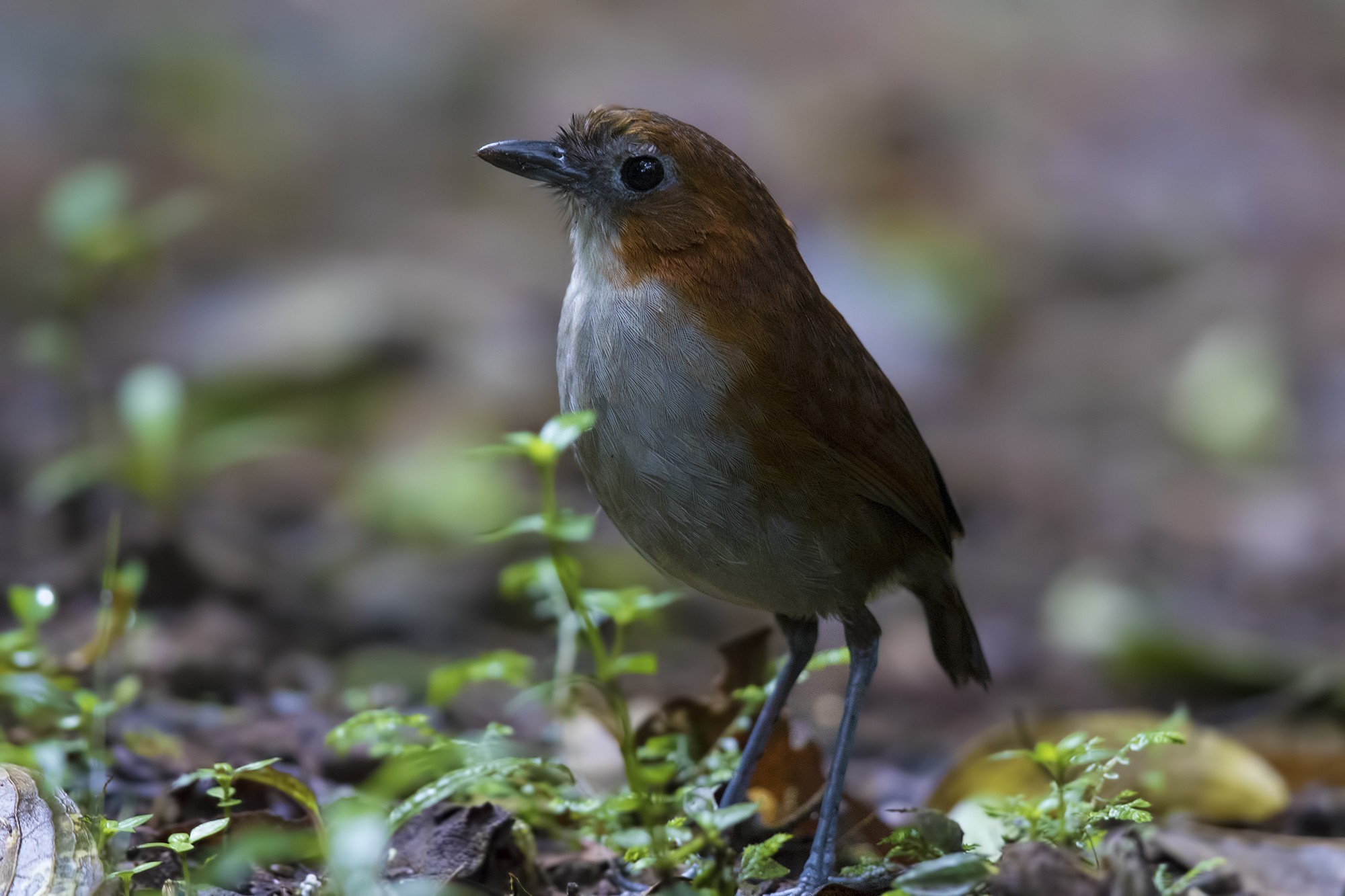White-bellied Antpitta