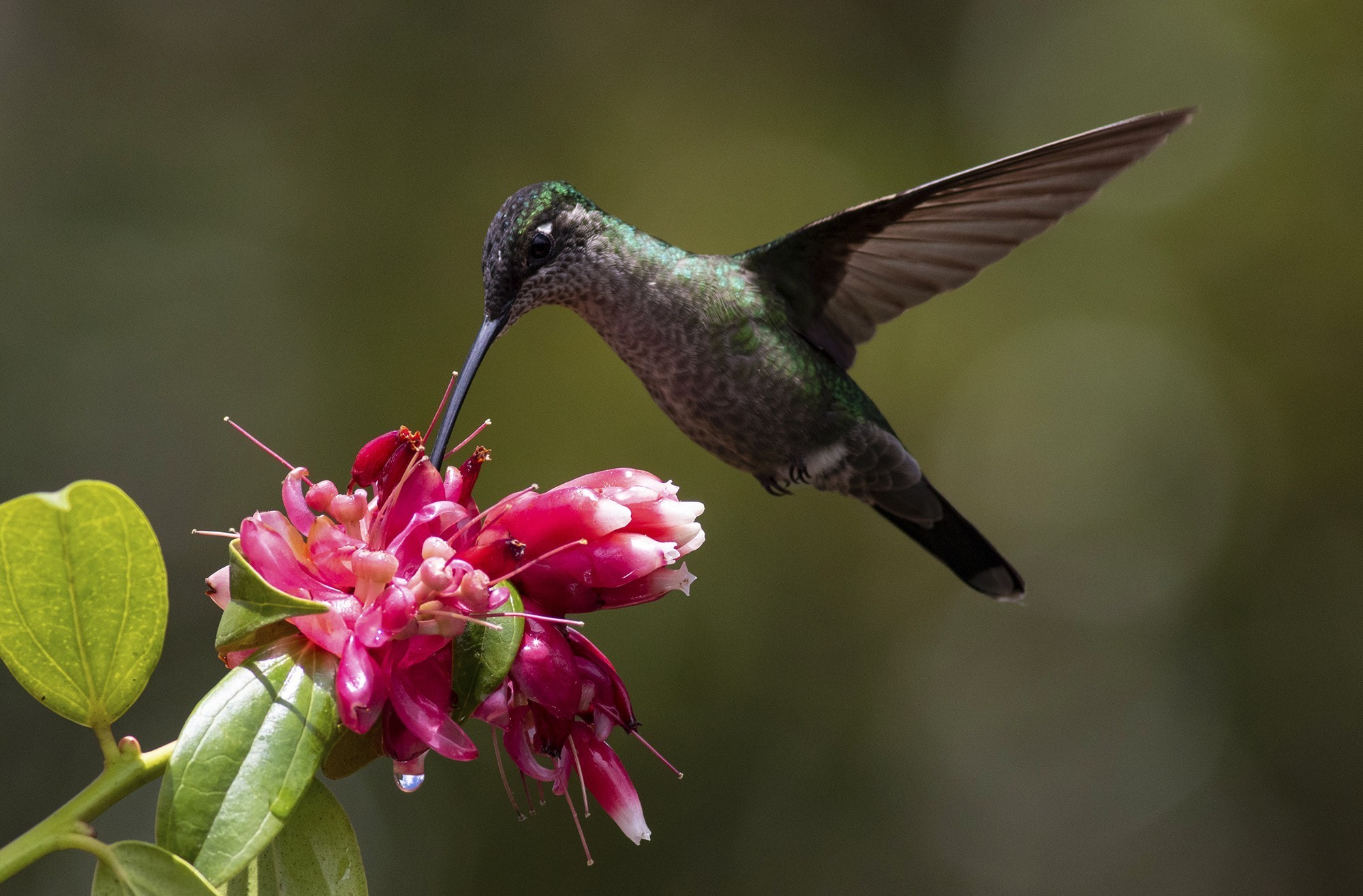 Green-crowned Brilliant — Ana fotoğraf