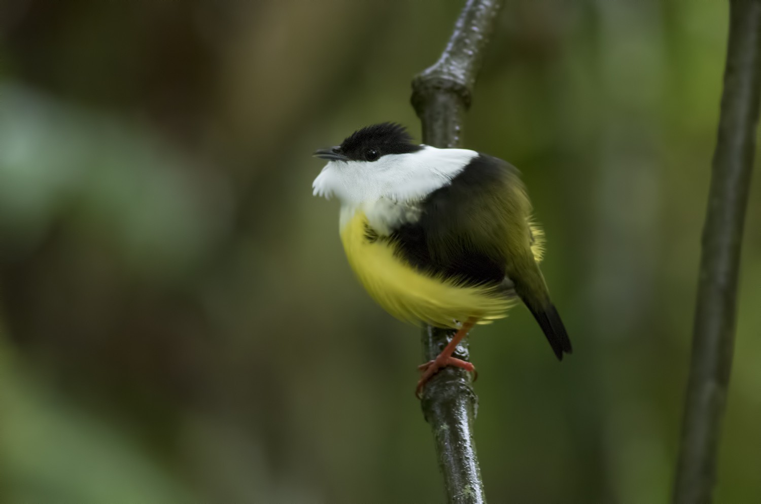 White-collared Manakin