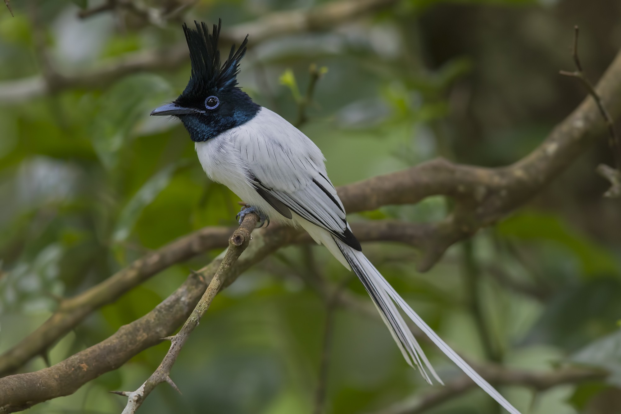Asian Paradise-flycatcher