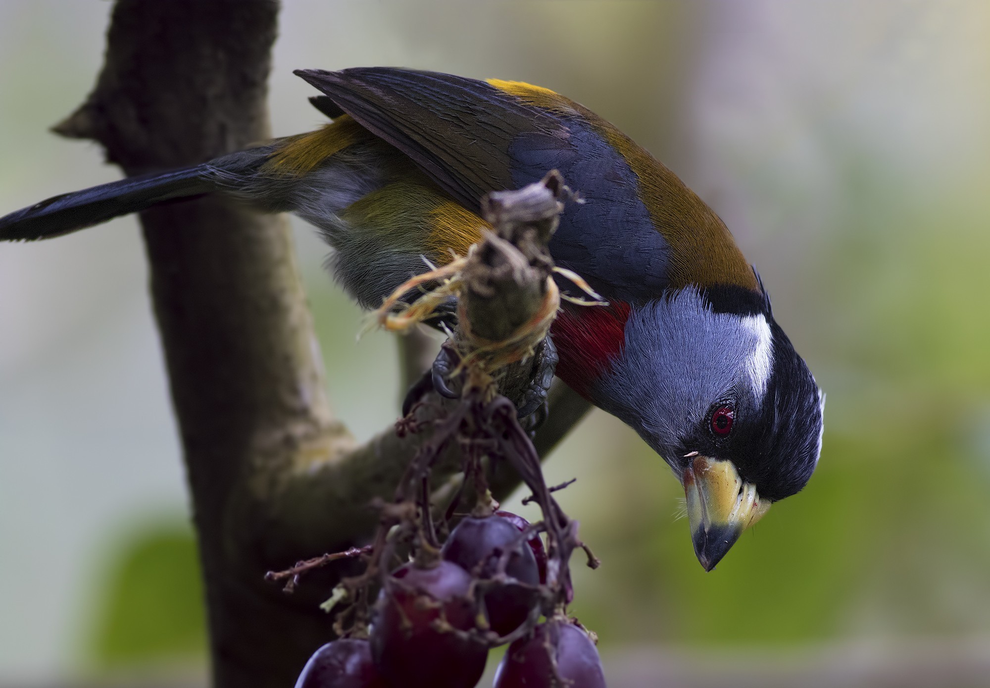Toucan Barbet