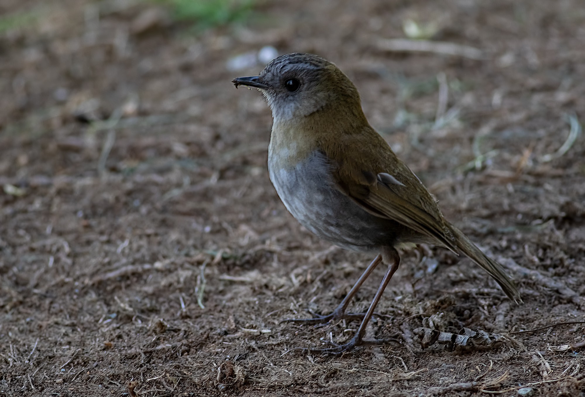 Black-billed Nightingale-thrush — Ana fotoğraf