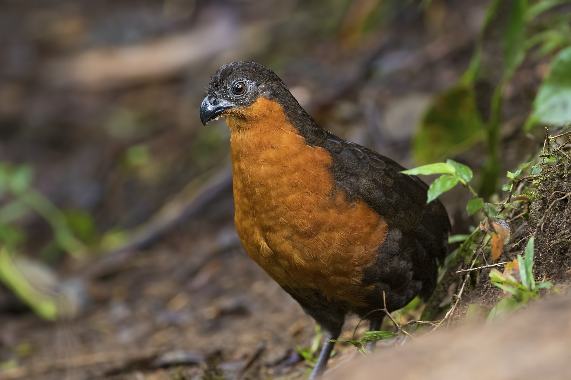 Dark-backed Wood-quail