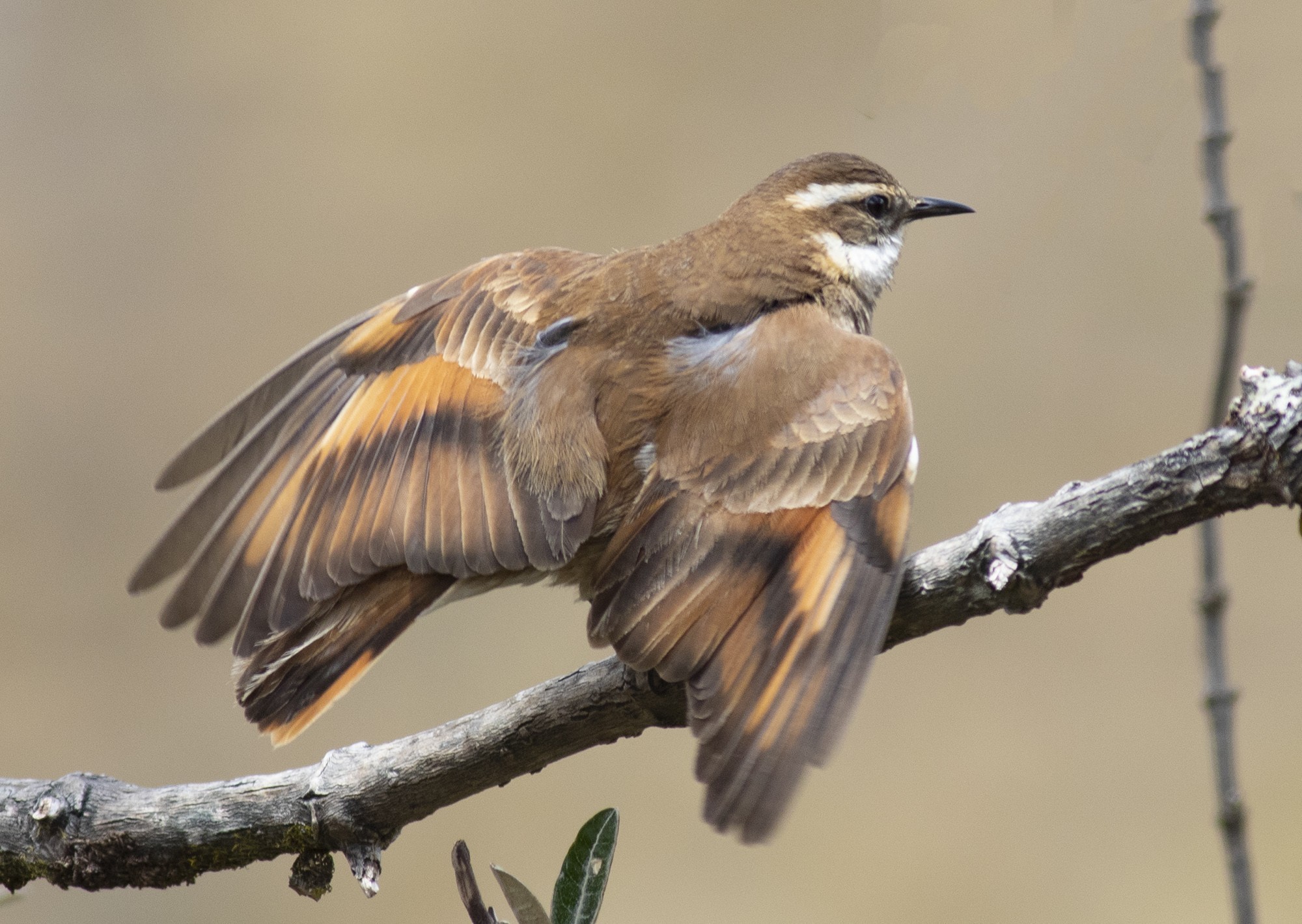 Bar-winged Cinclodes