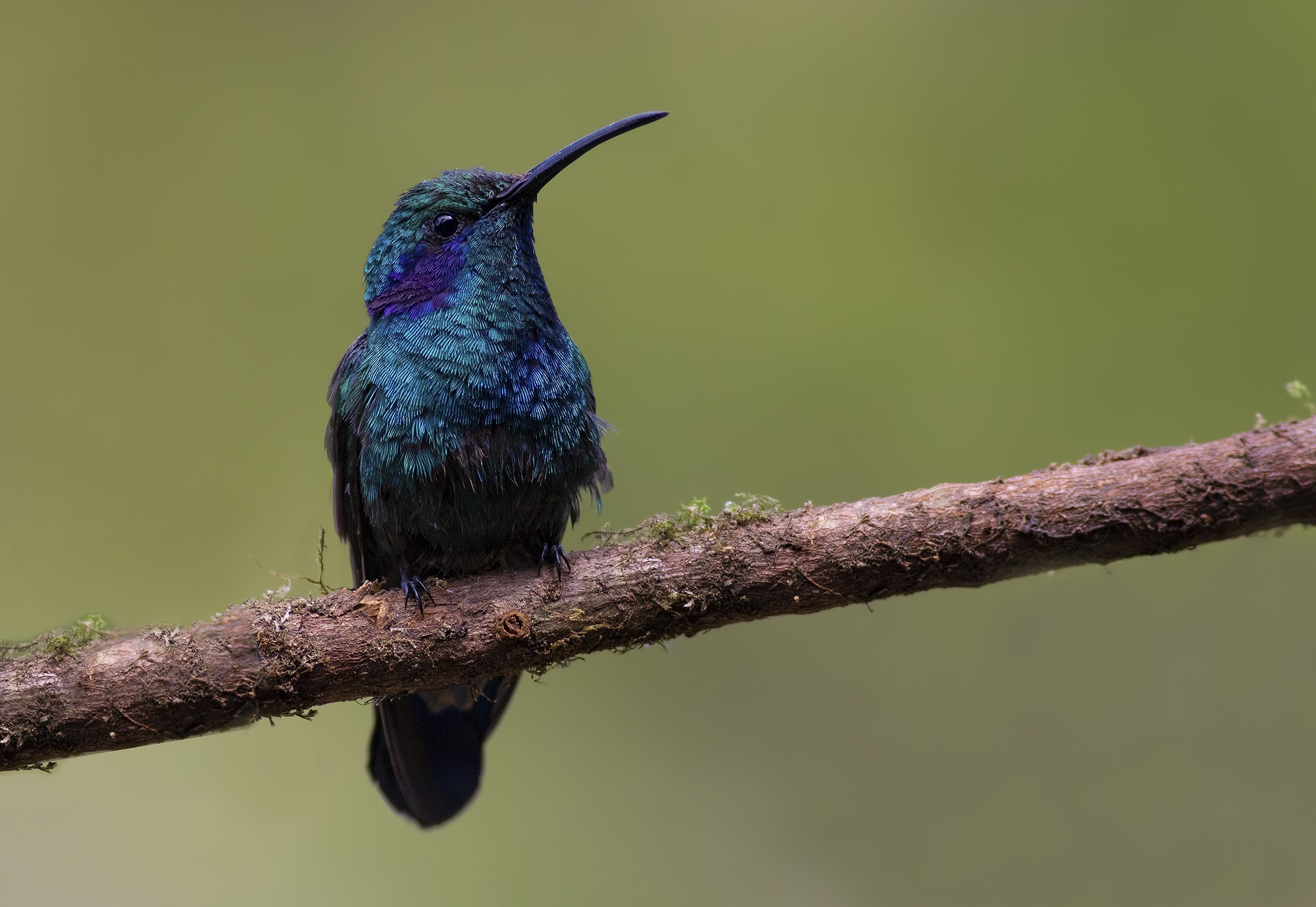 Green Violet-ear