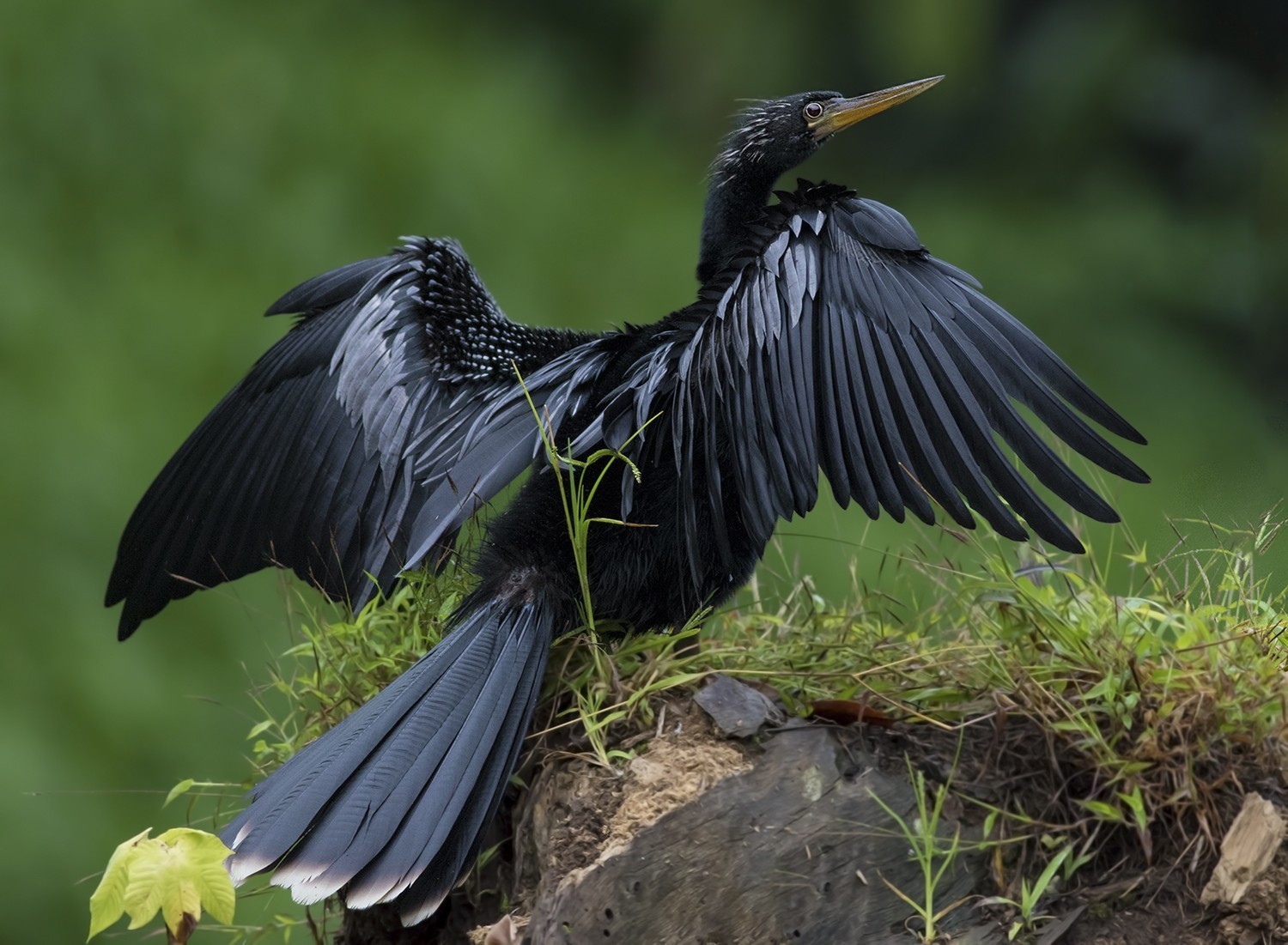 Anhinga