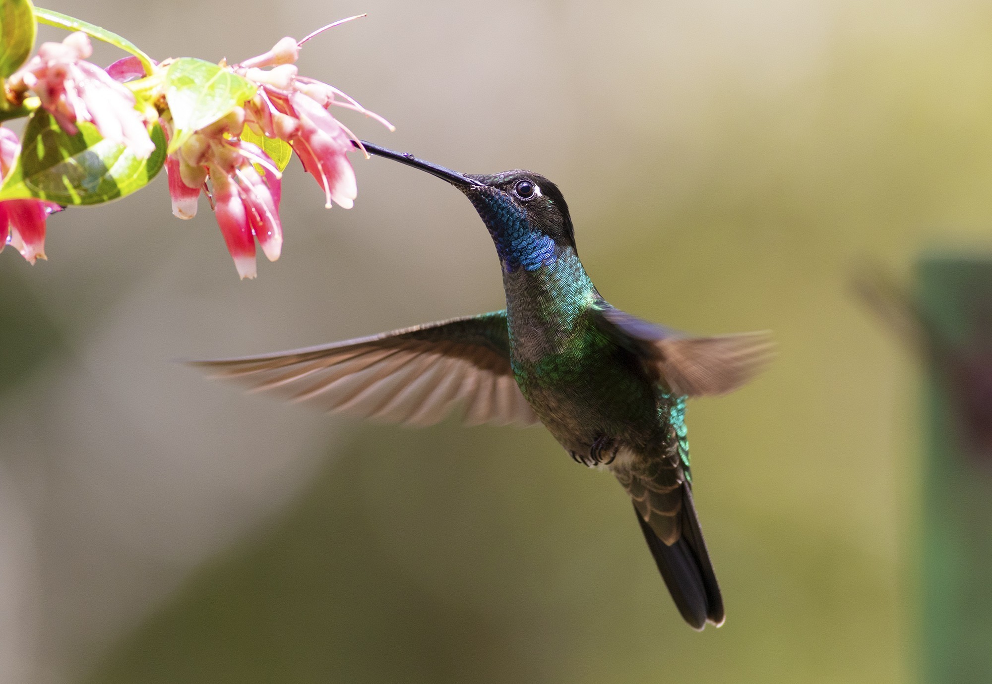 Magnificent Hummingbird
