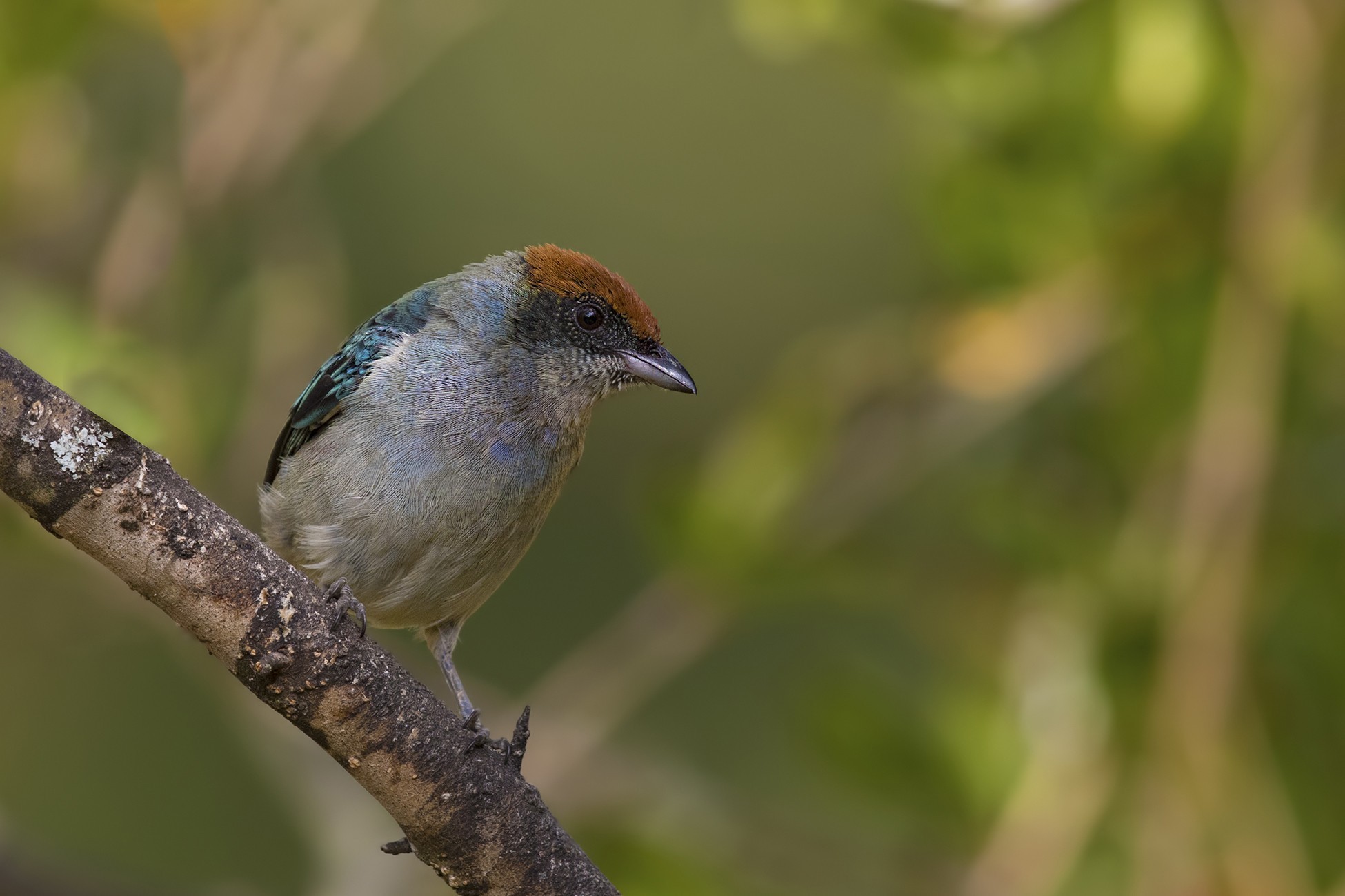 Scrub Tanager