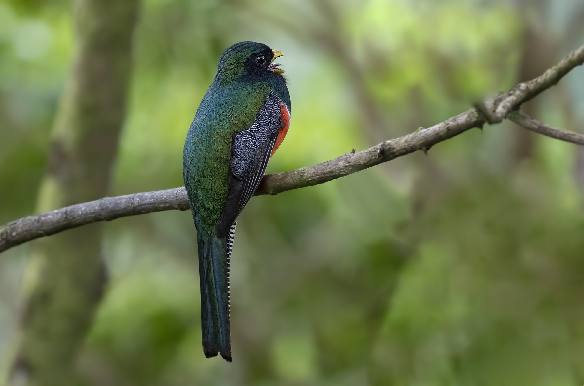 Collared Trogon