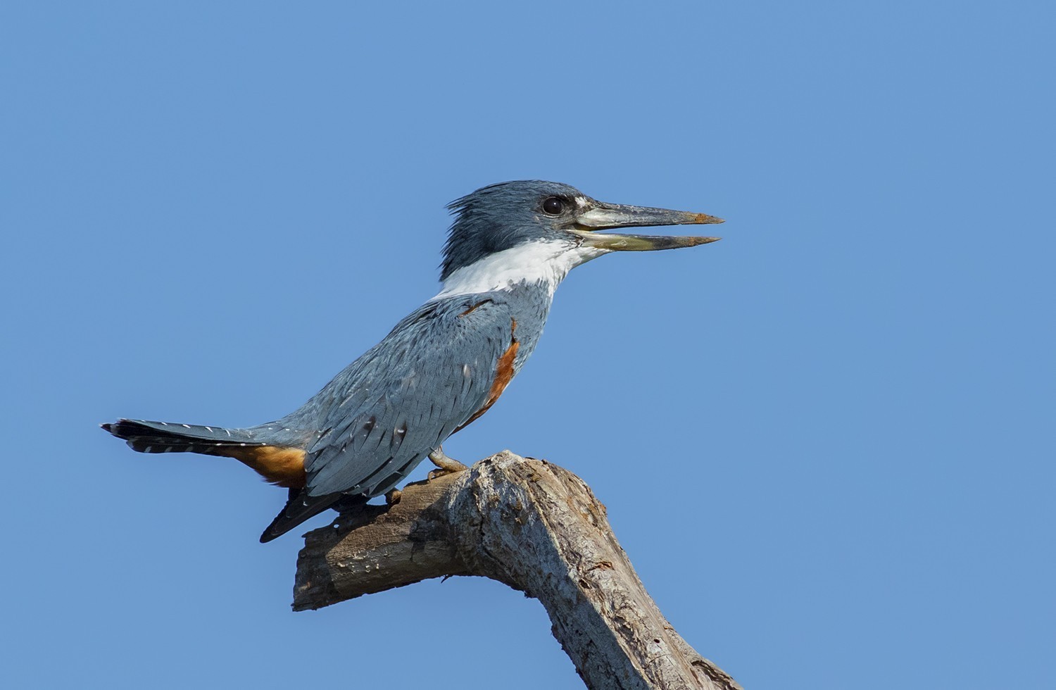 Ringed Kingfisher