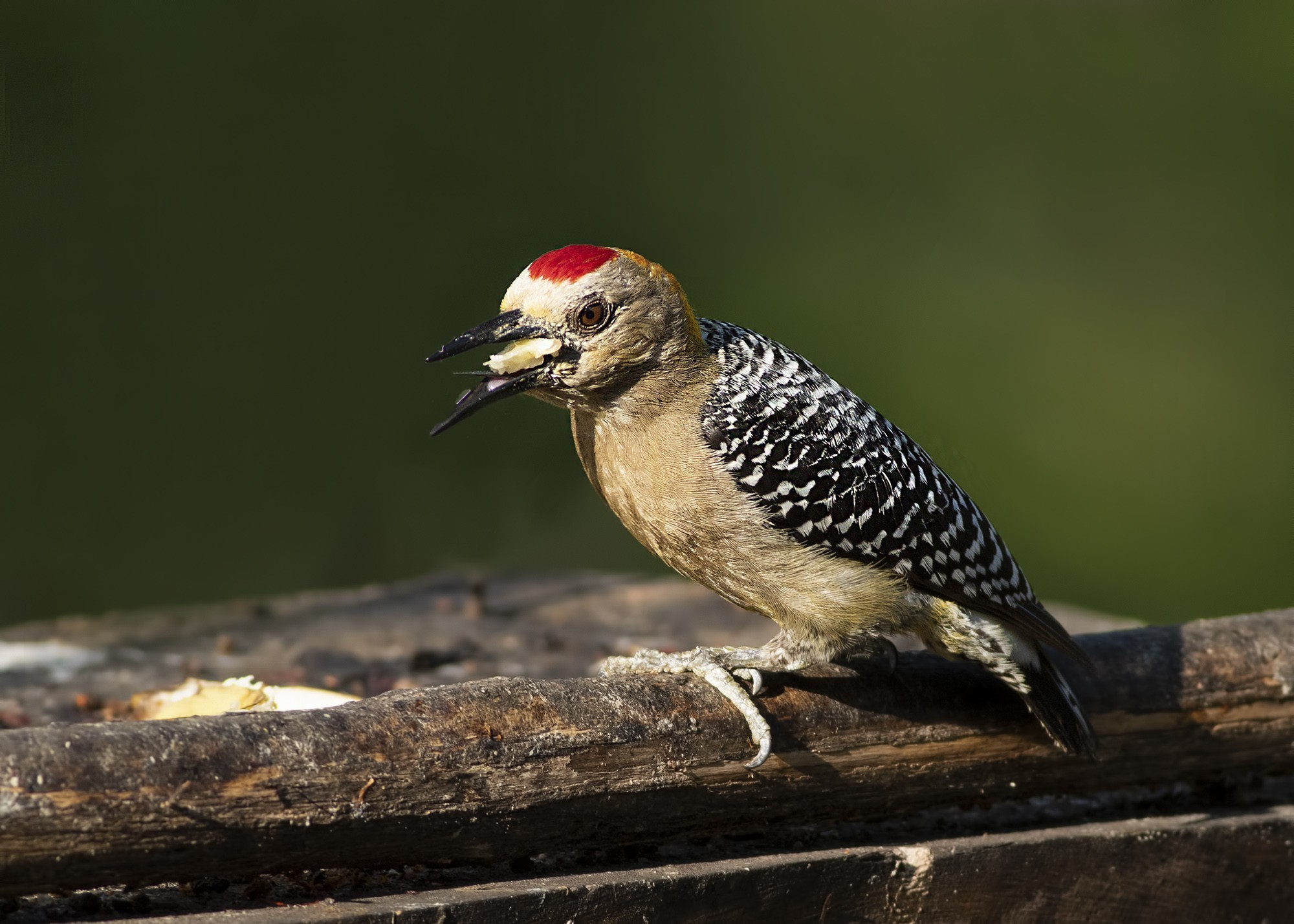 Hoffmann's Woodpecker — Ana fotoğraf
