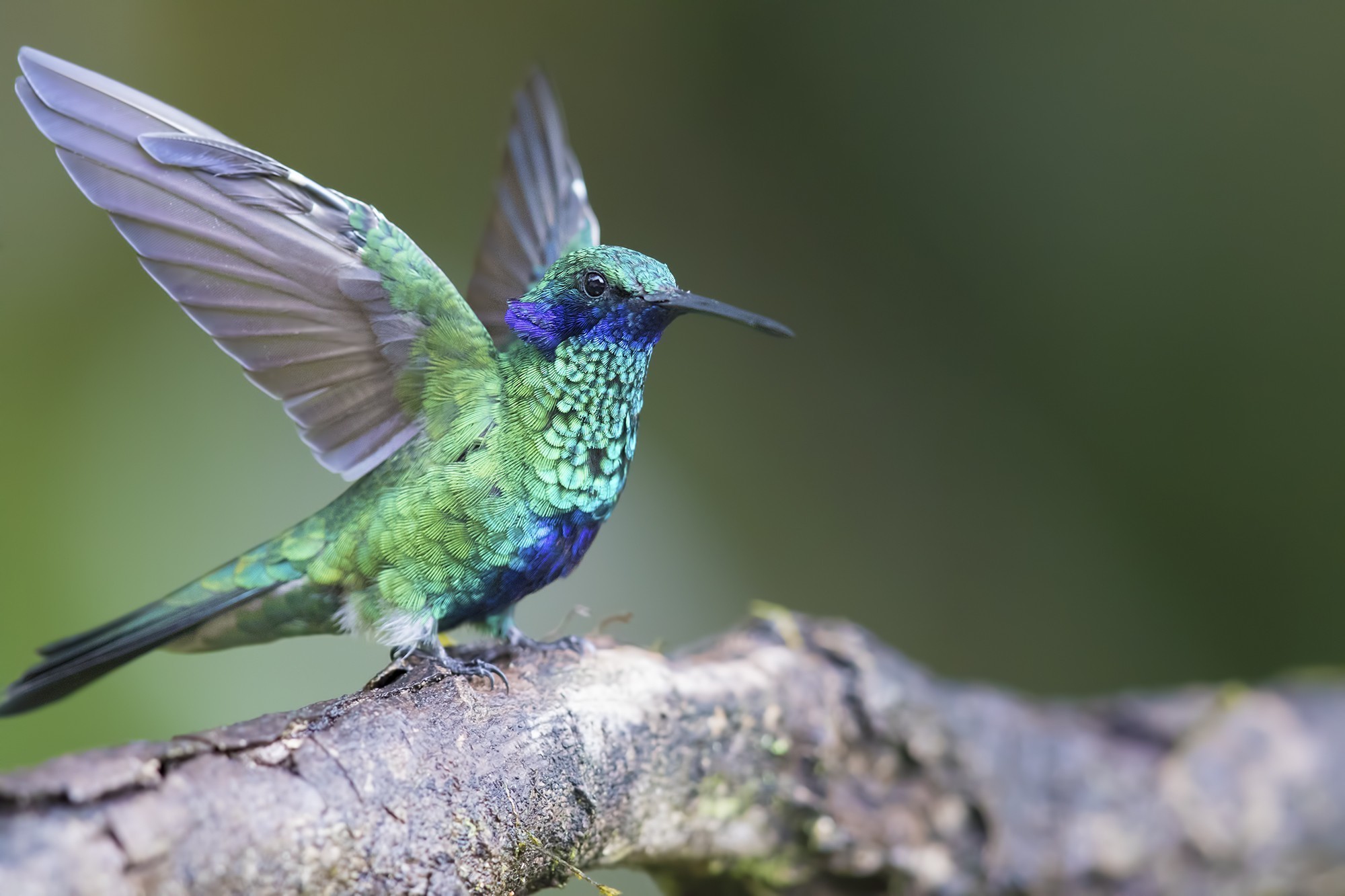Sparkling Violet-ear