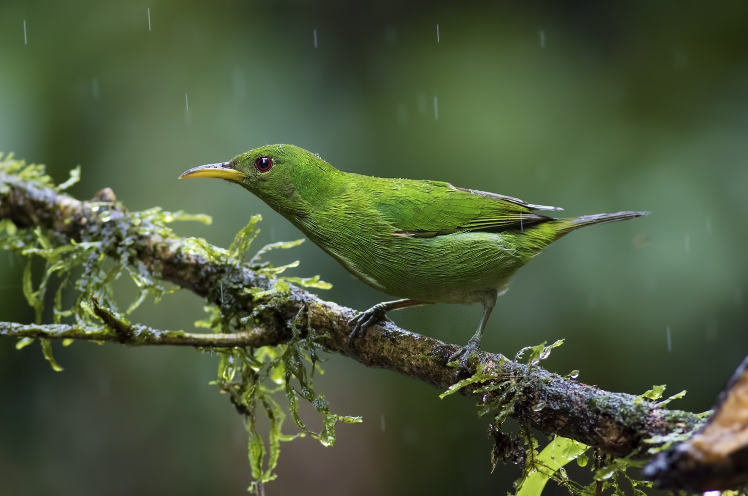 Green Honeycreeper