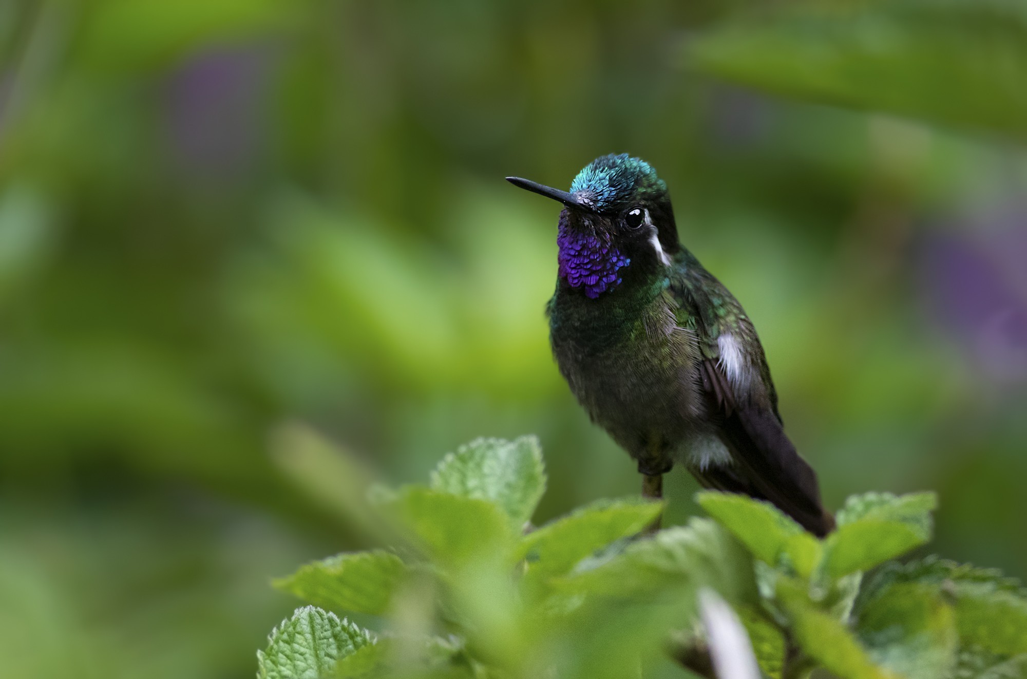Purple-throated Mountain-gem — Ana fotoğraf