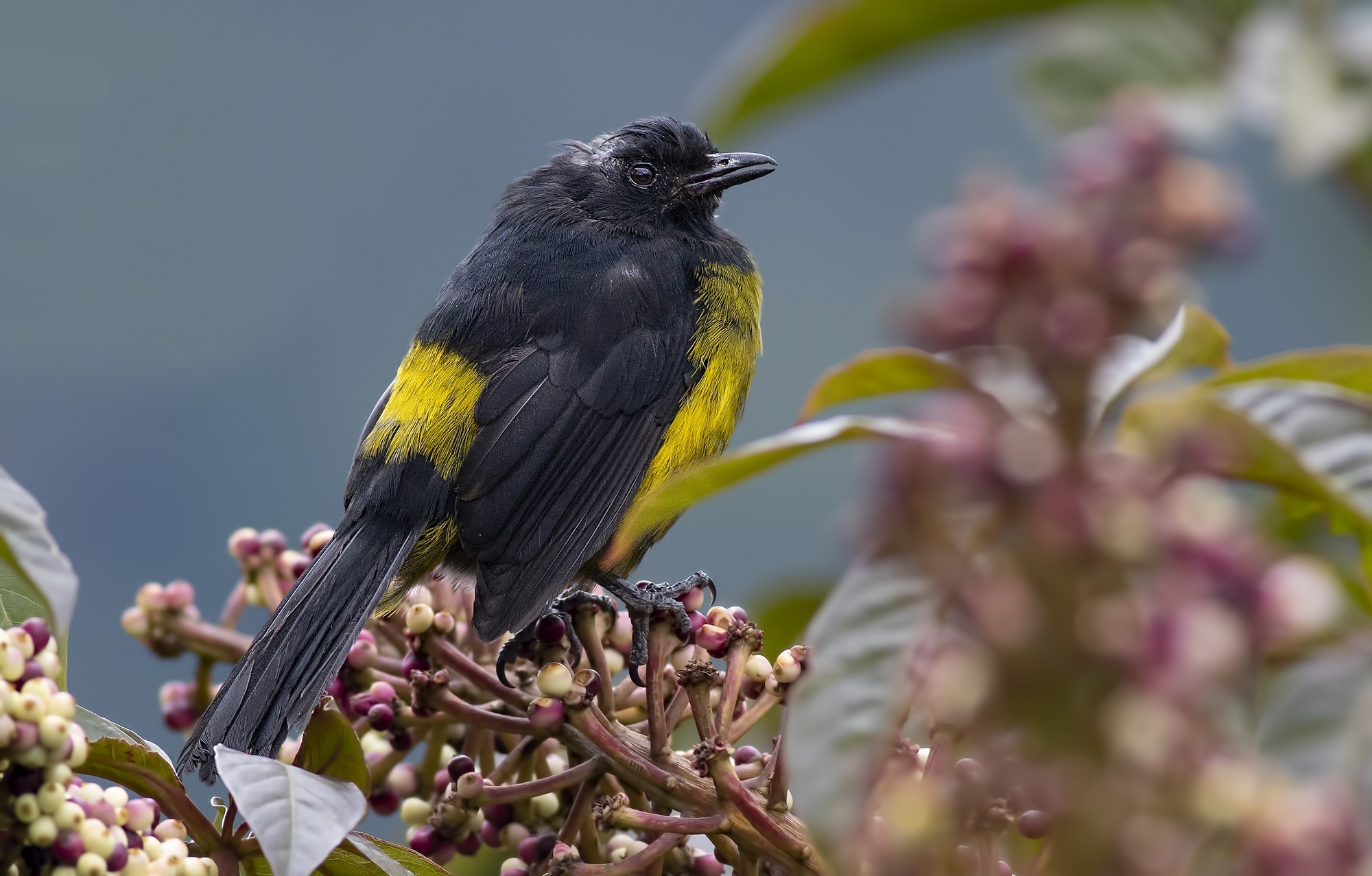 Black-and-yellow Silky-flycatcher — Ana fotoğraf