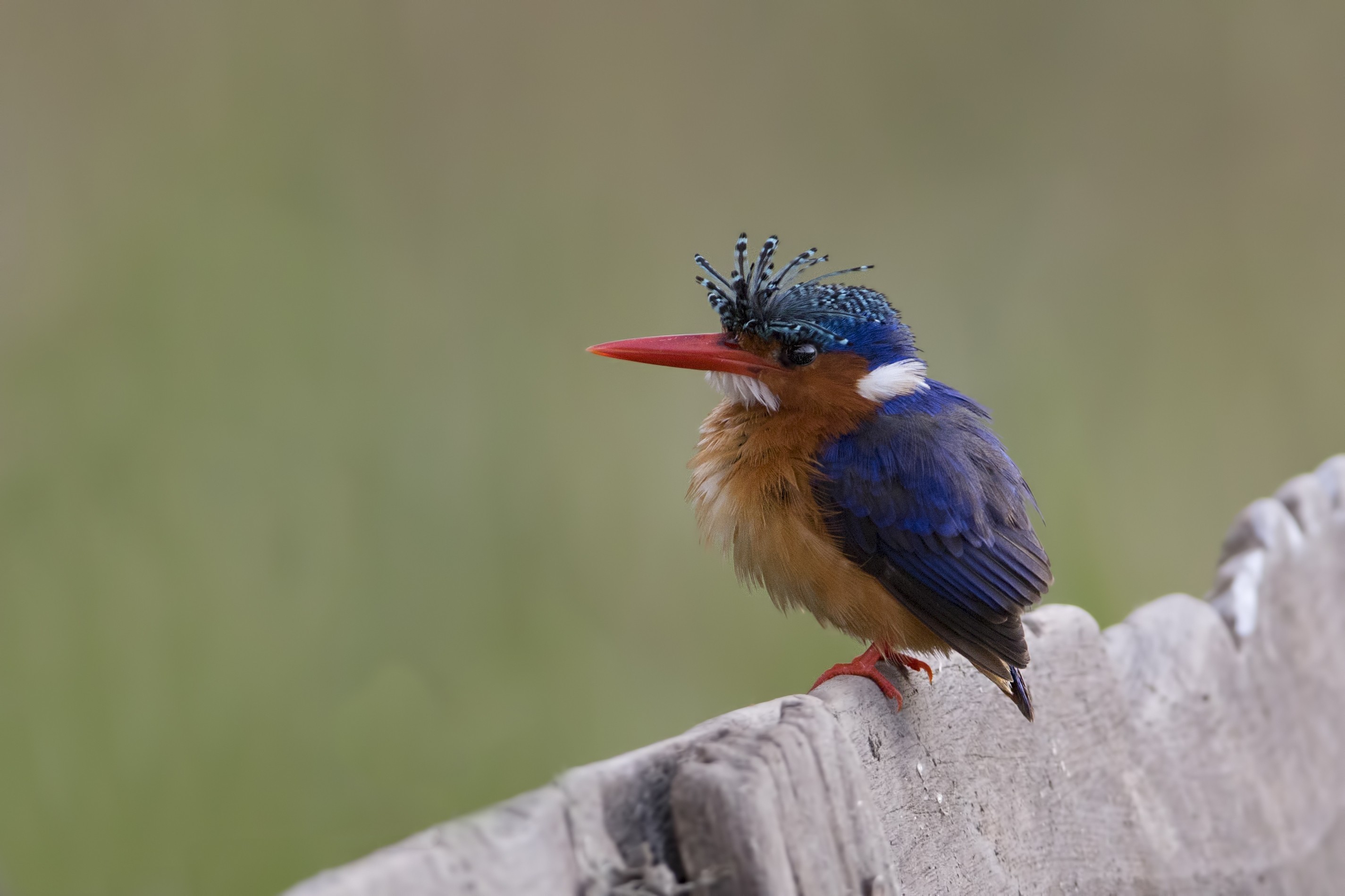 Malachite Kingfisher