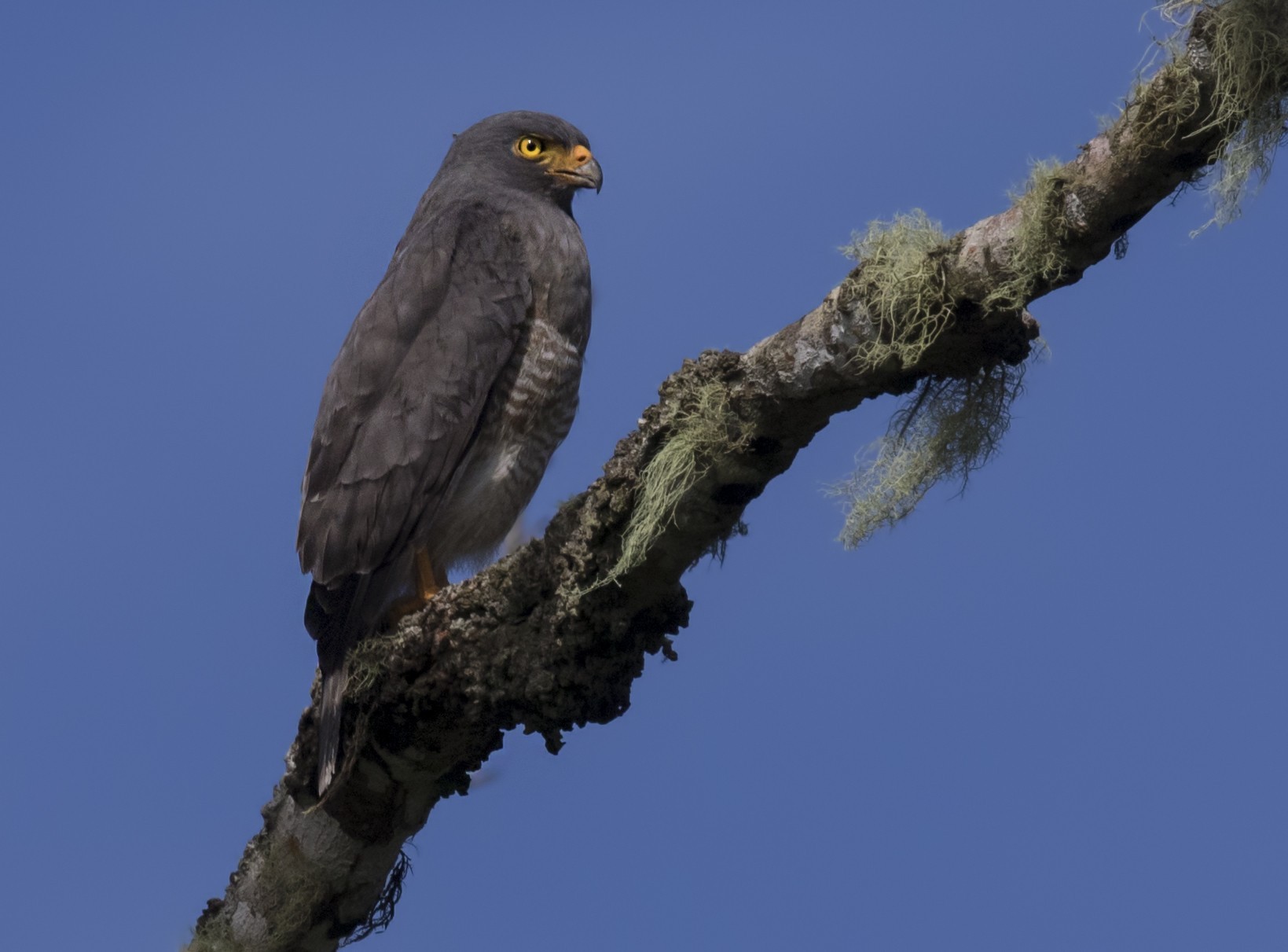 Roadside Hawk