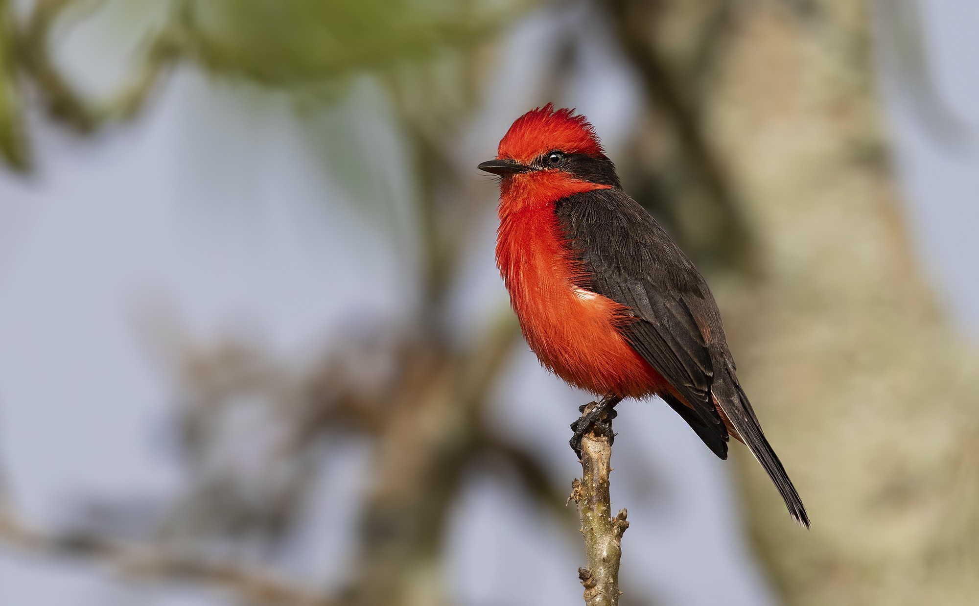Vermilion Flycatcher