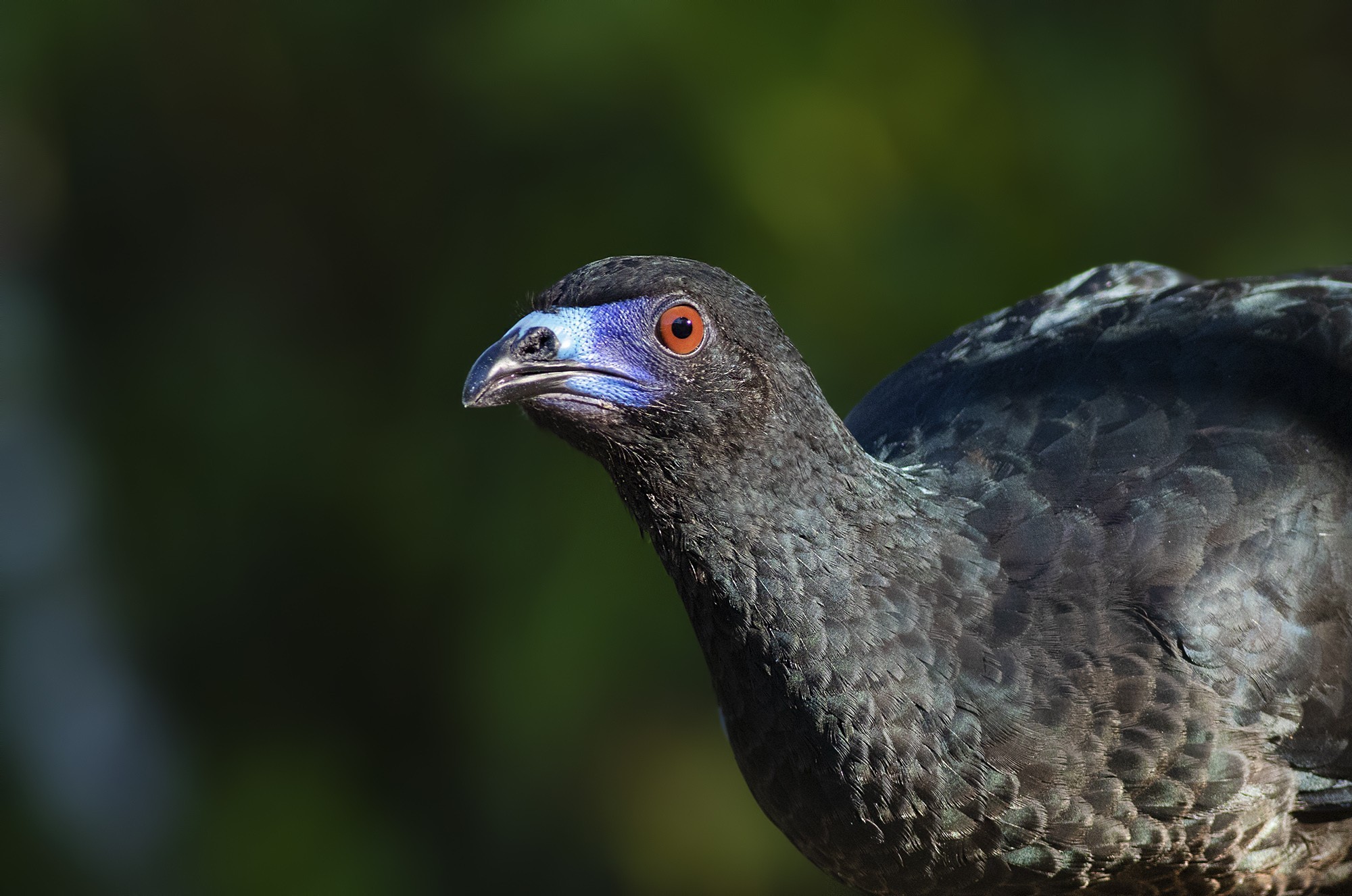Black Guan