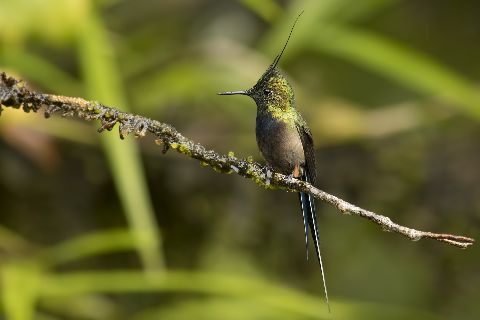 Wire-crested Thorntail