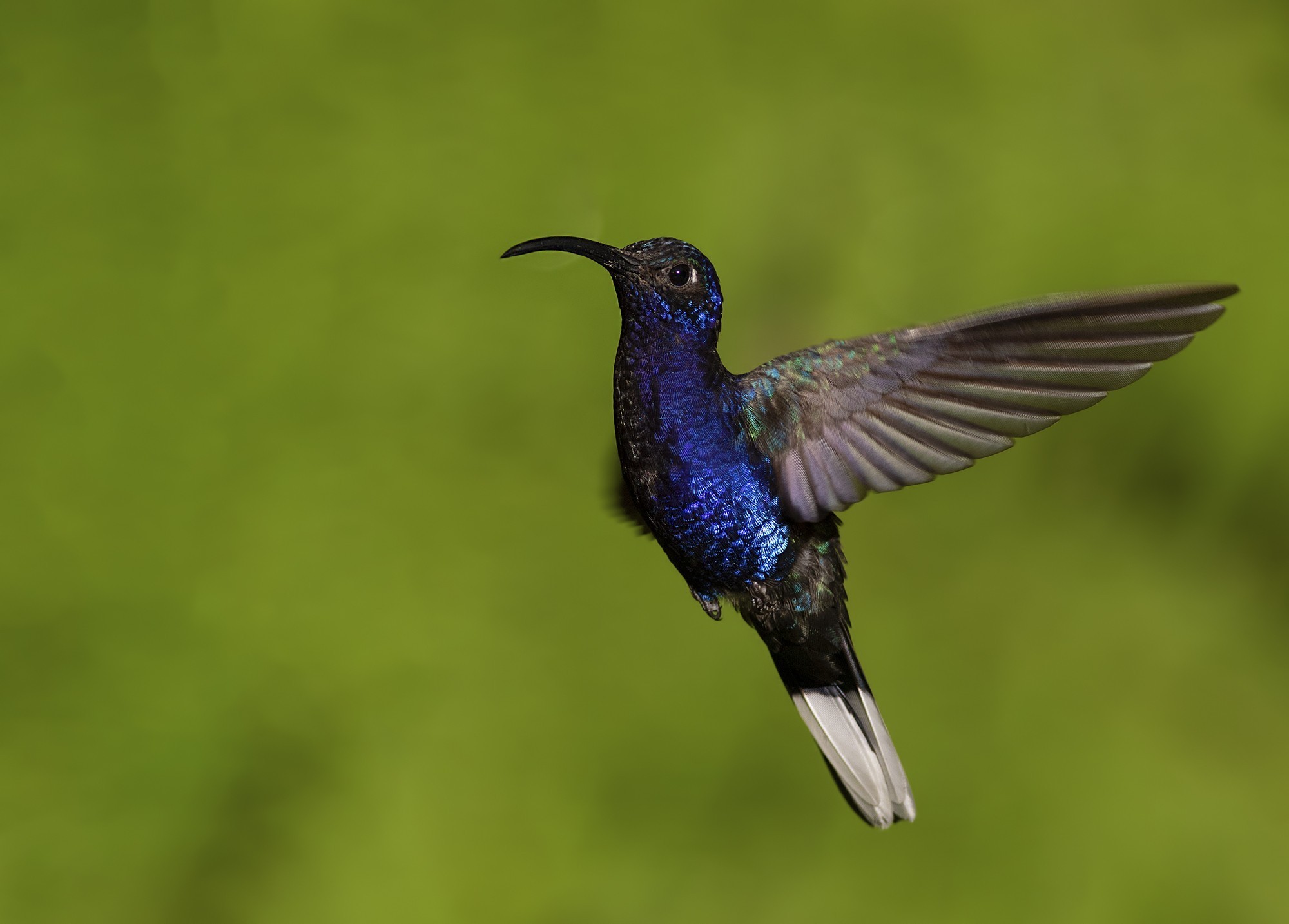 Violet Sabrewing