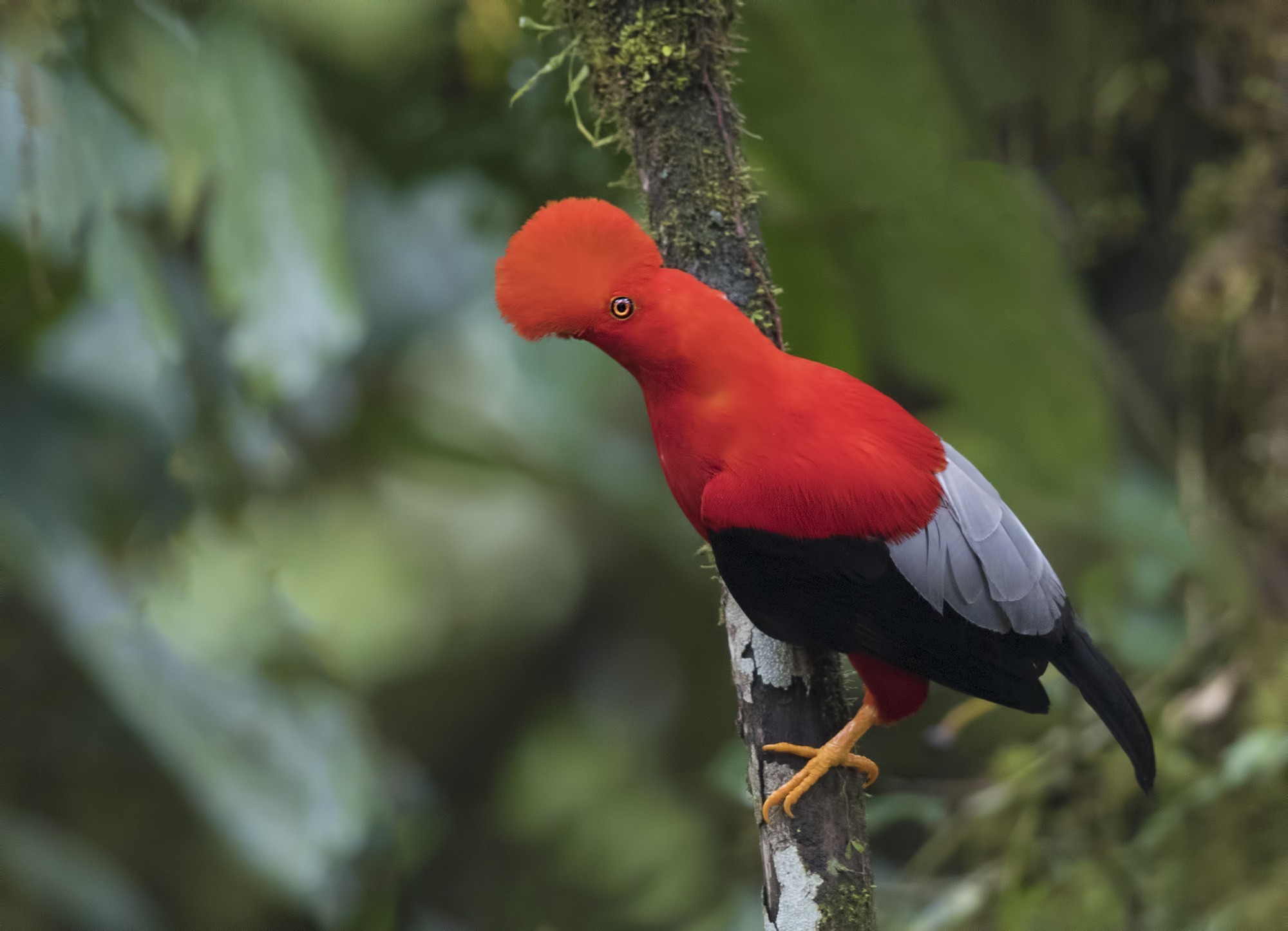 Andean Cock-of-the-rock — Ana fotoğraf