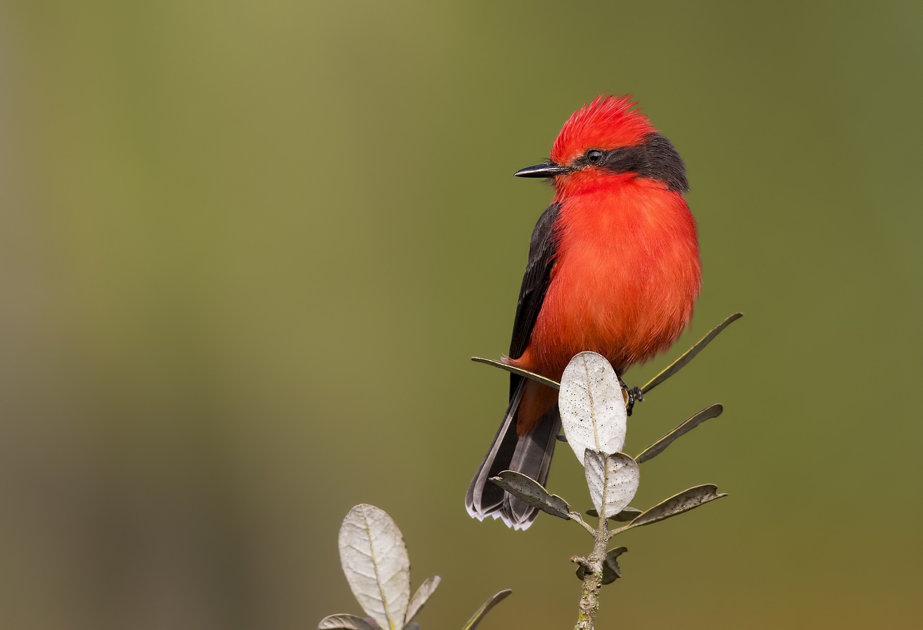 Vermilion Flycatcher