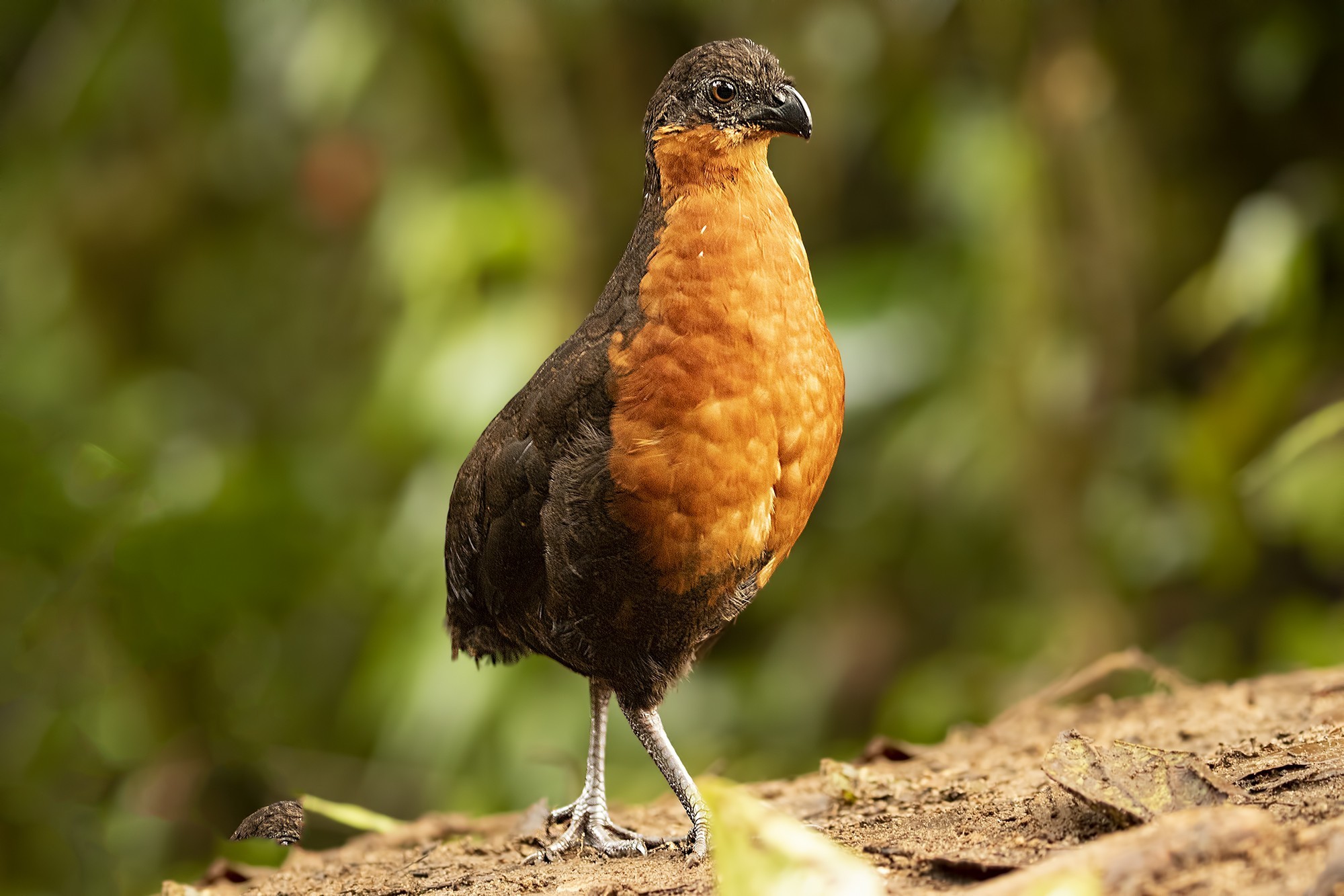 Dark-backed Wood-quail