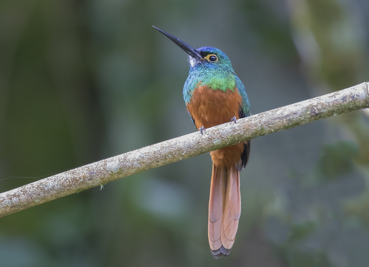 Coppery-chested Jacamar — Ana fotoğraf