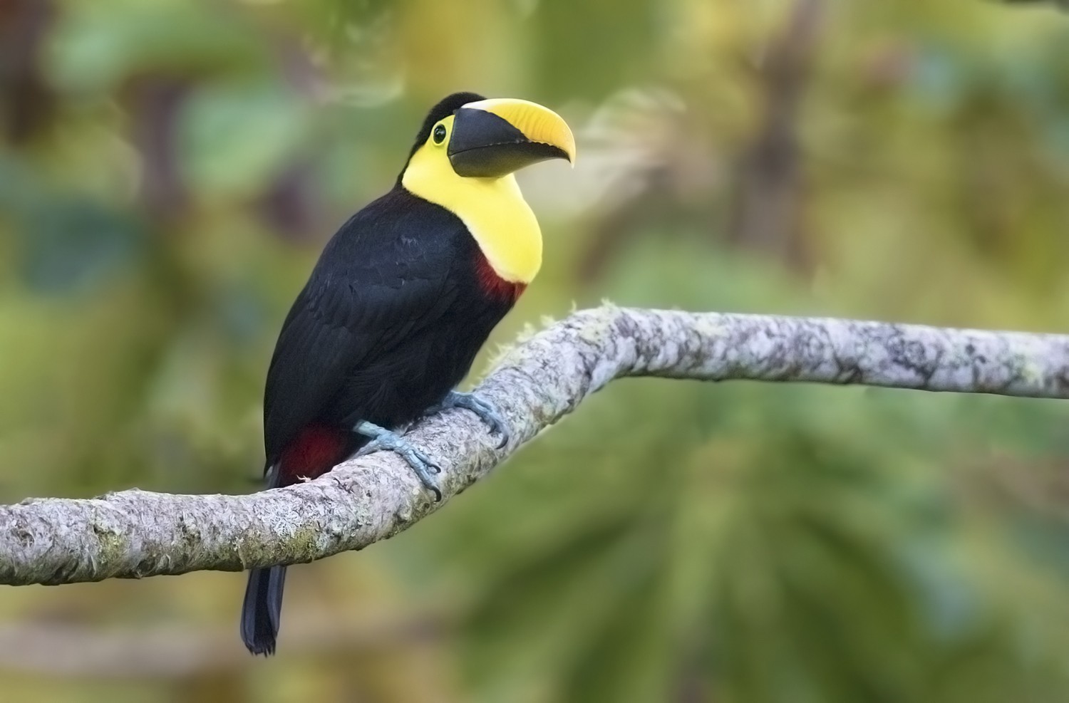Choco Toucan