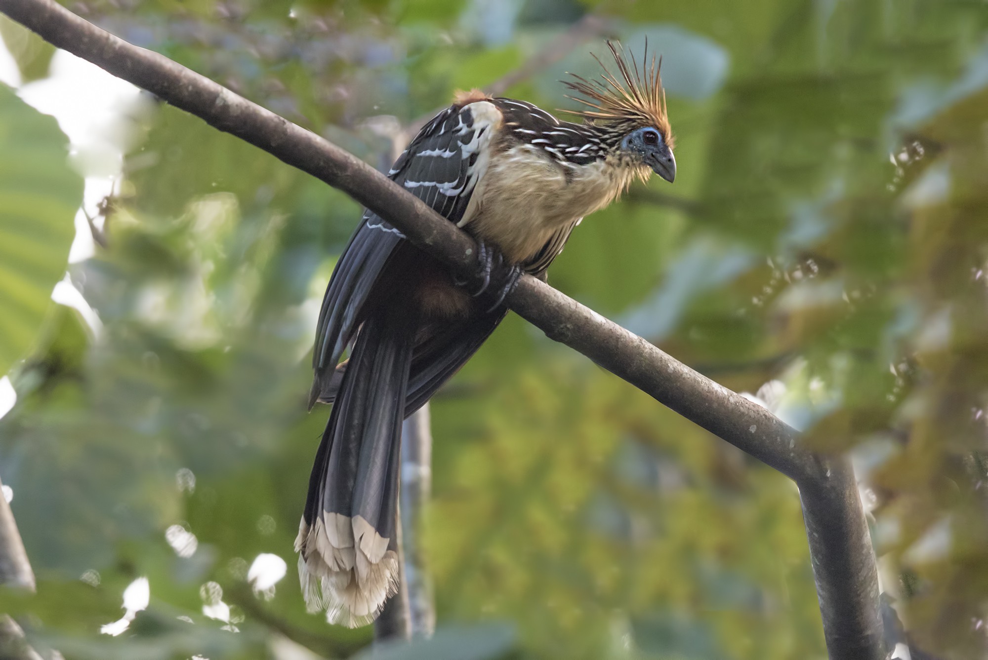 Hoatzin
