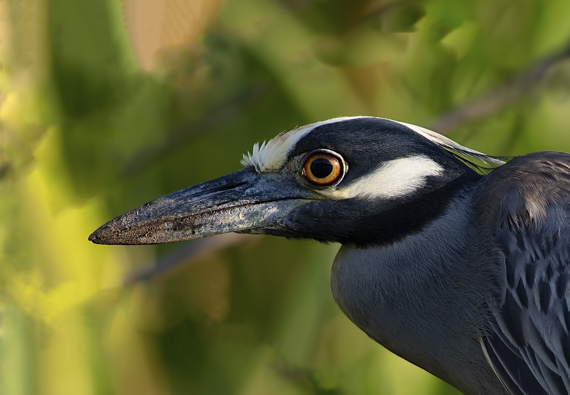 Yellow-crowned Night-heron