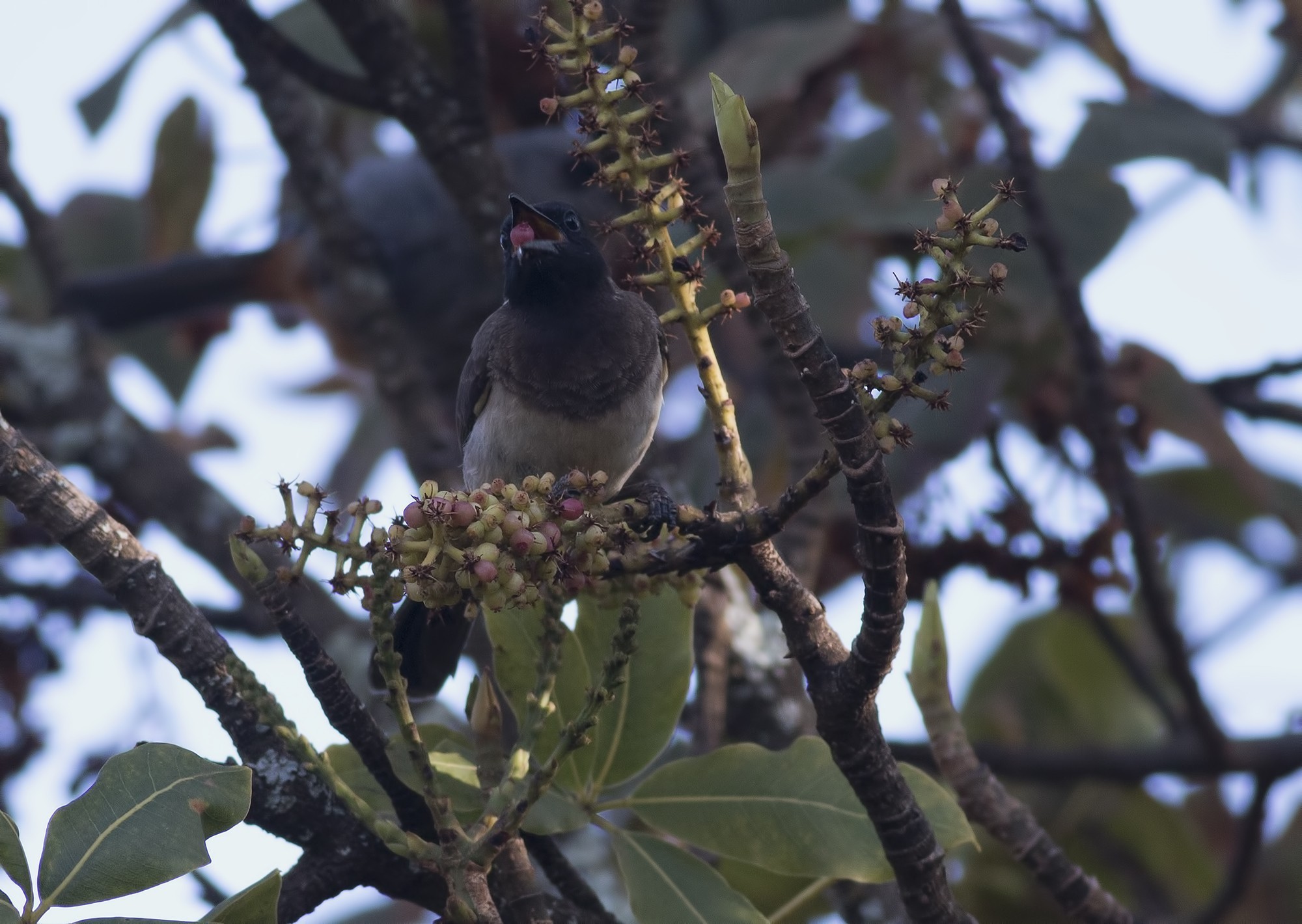 Common Bulbul