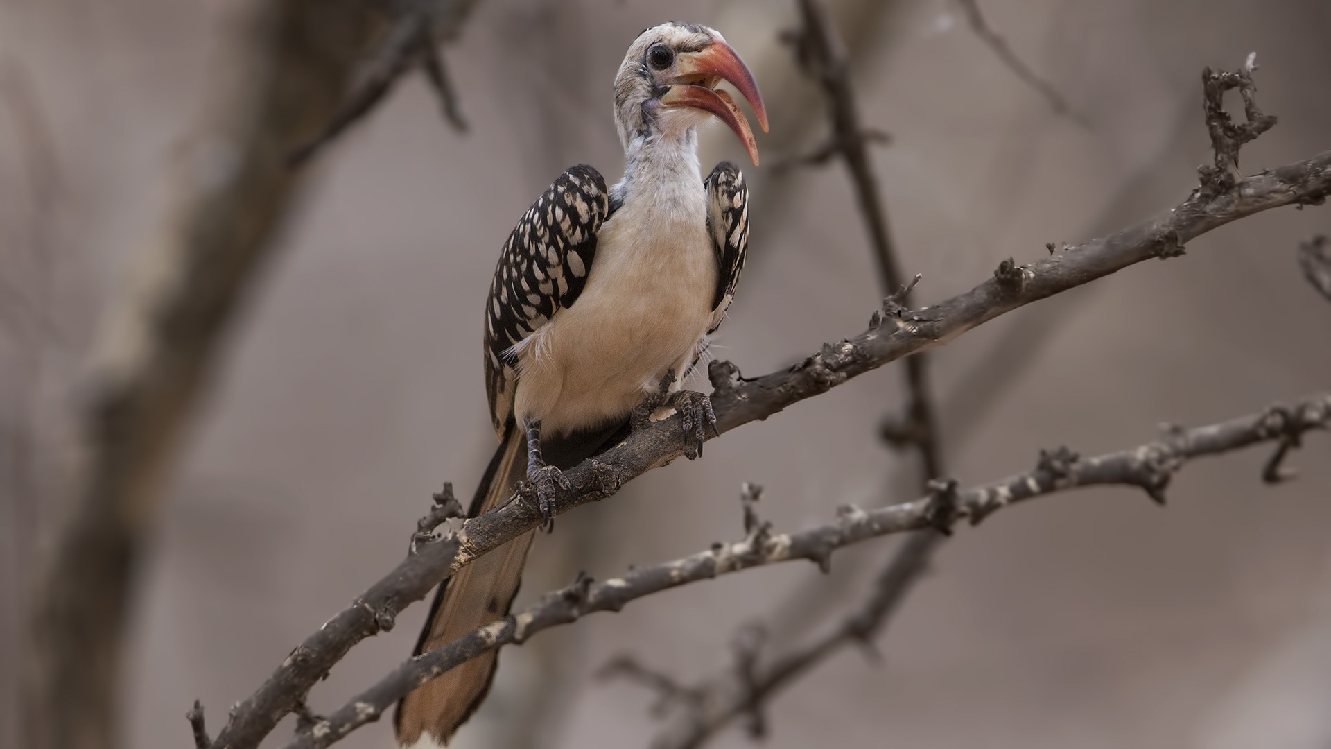 Eastern Yellow-billed Hornbill