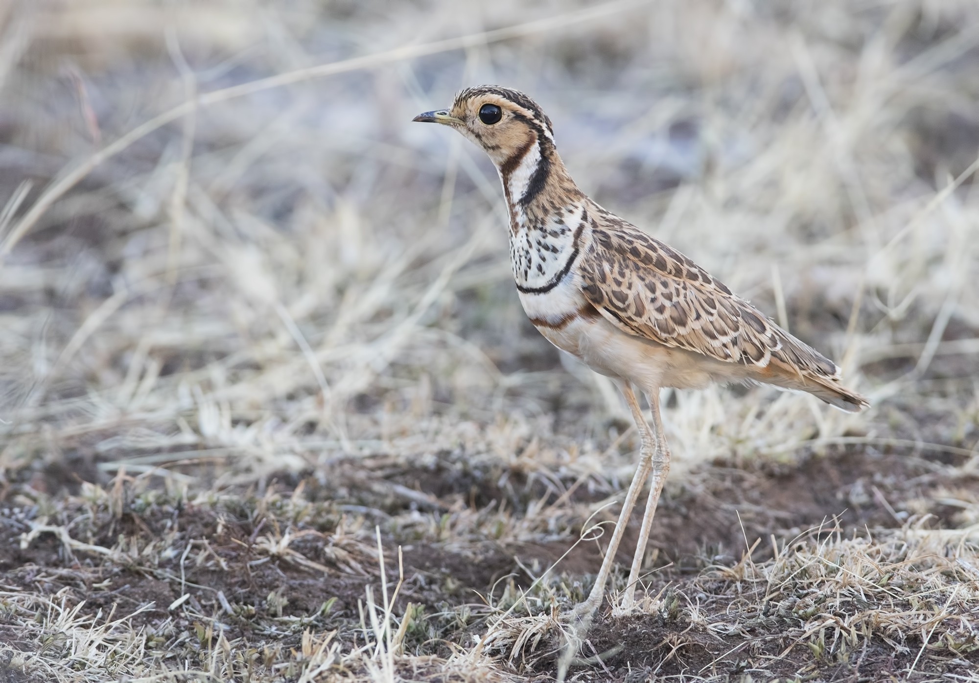 Three-banded Courser — Ana fotoğraf