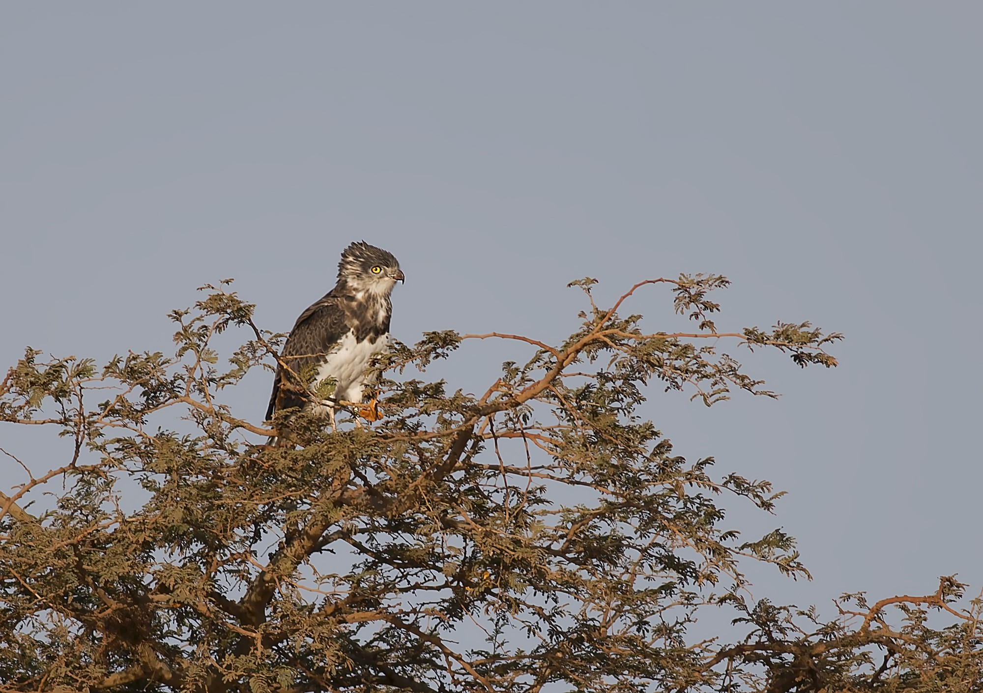 Black-chested Snake-eagle — Ana fotoğraf