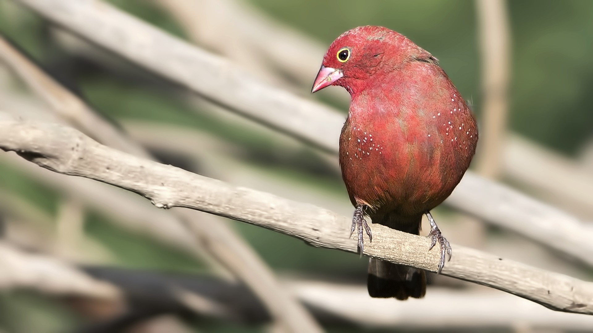 Red-billed Firefinch