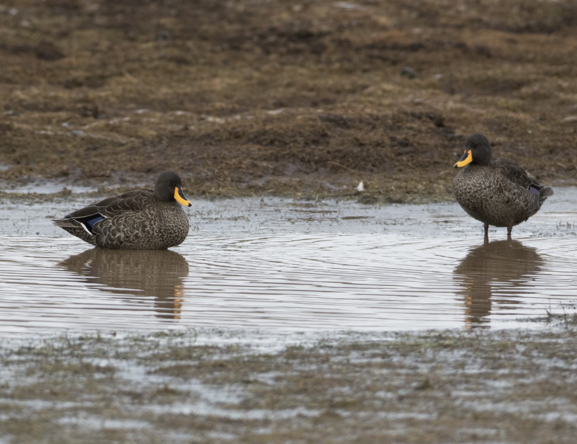 Yellow-billed Duck