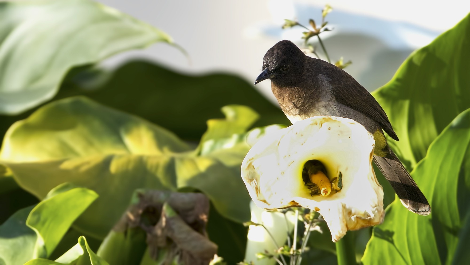 Common Bulbul